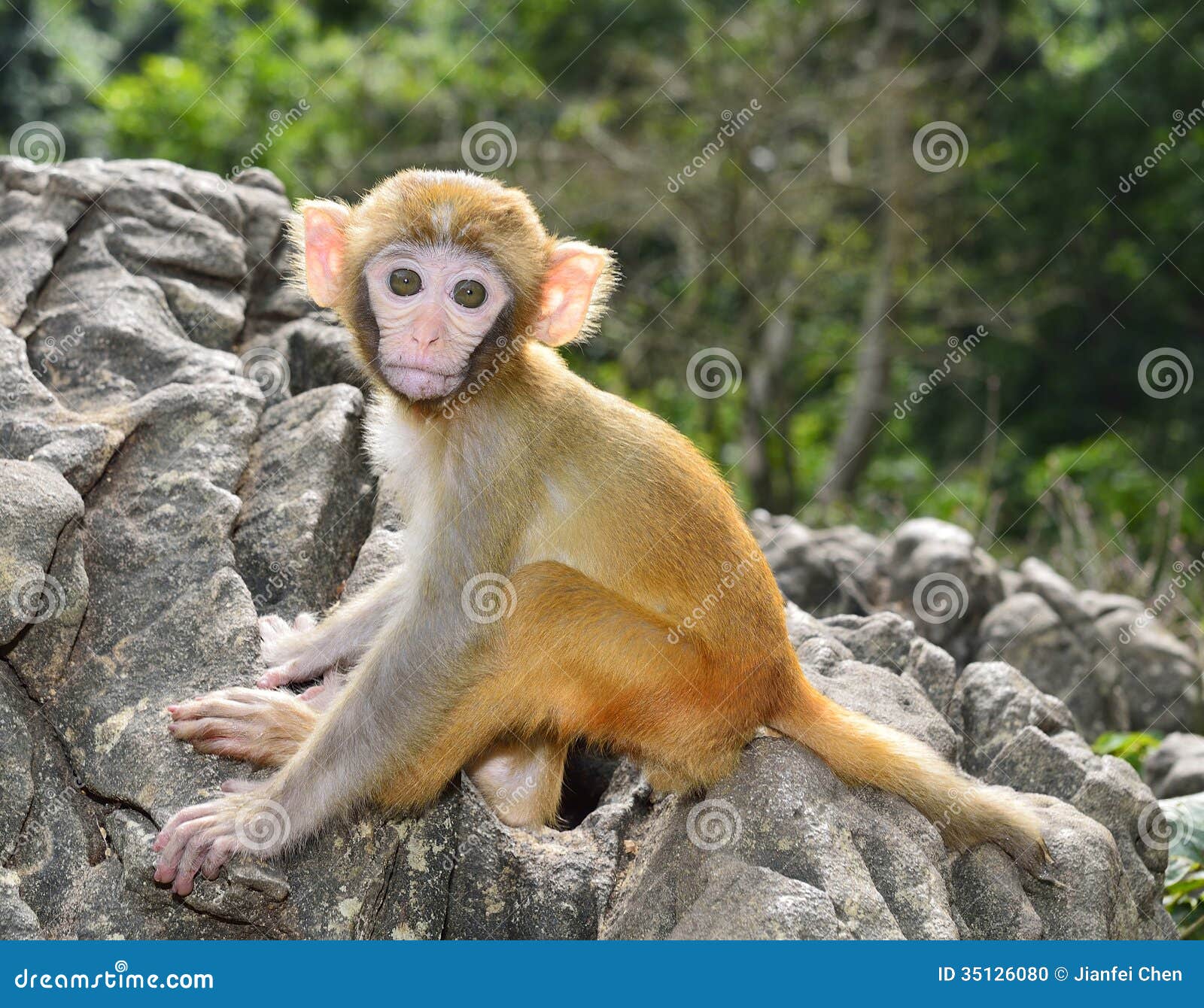 Baby Monkey stock photo. Image of snubnosed, bruh, clever - 35126080