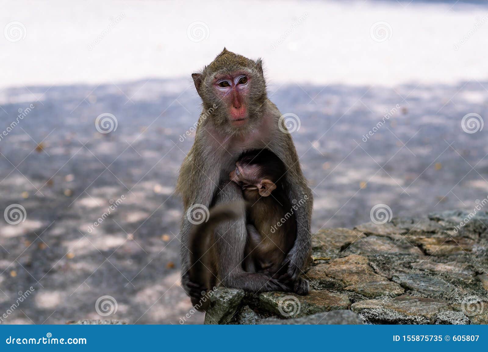 Baby Monkey Eating Milk From The Mother A Family Of Monkeys The Concept Of Animals At The Zoo In Thailand Stock Image Image Of Macaque Love