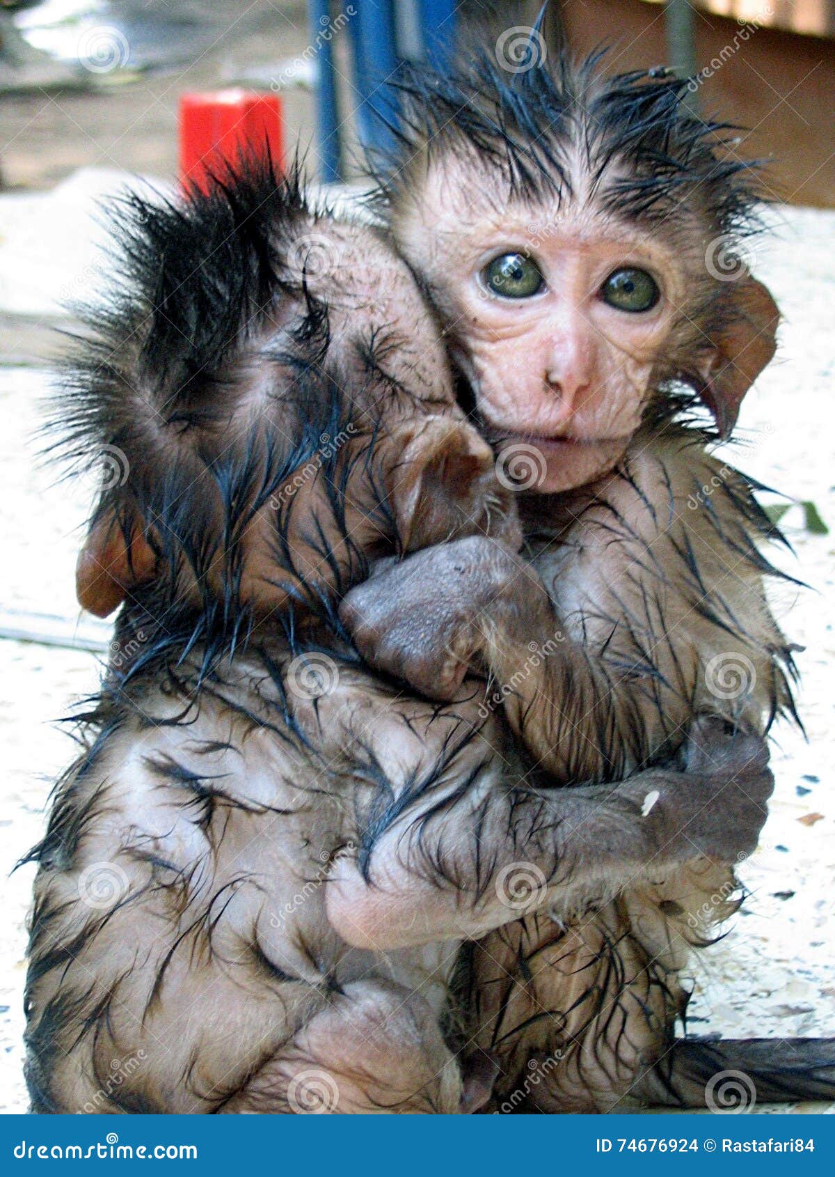 Baby Monkey Hug Stock Photo Image Of Wonderful Cute