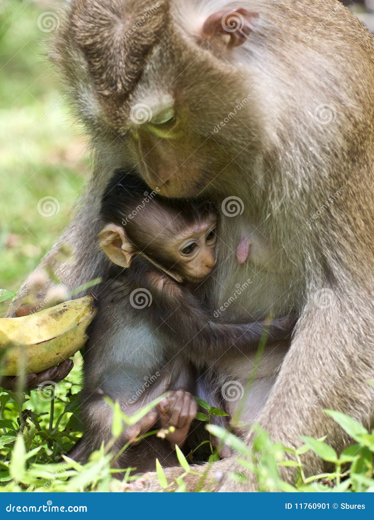 macaque baby hugging mom