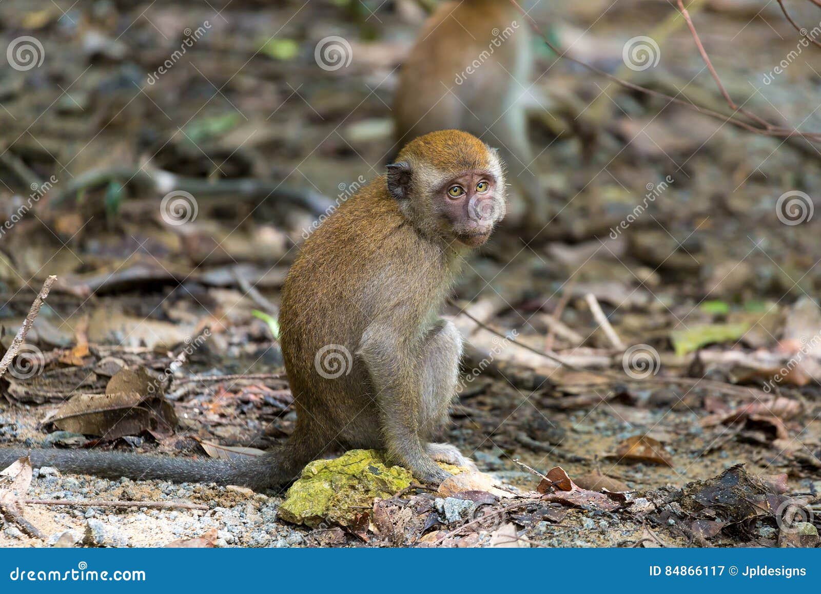 baby monkey in pulau ubin island