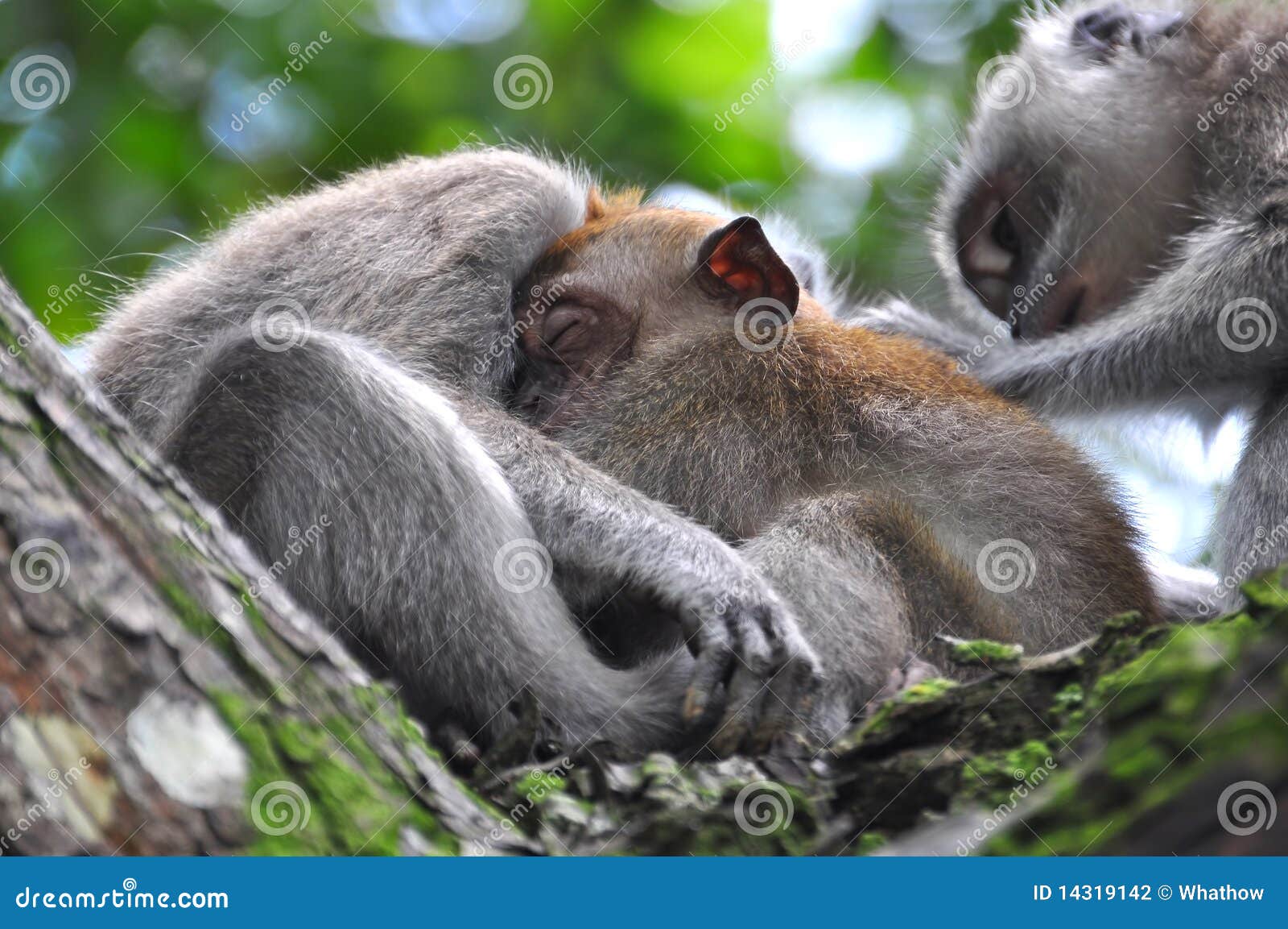 baby monkey sleeping soundly in mother's bossom