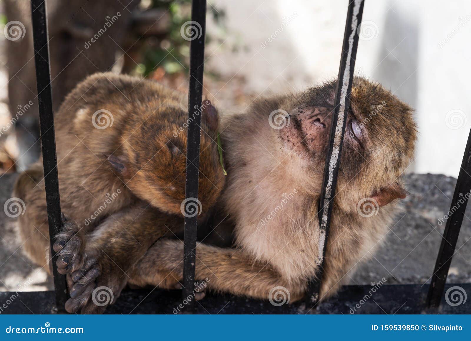 cutebaby monkies sleeping
