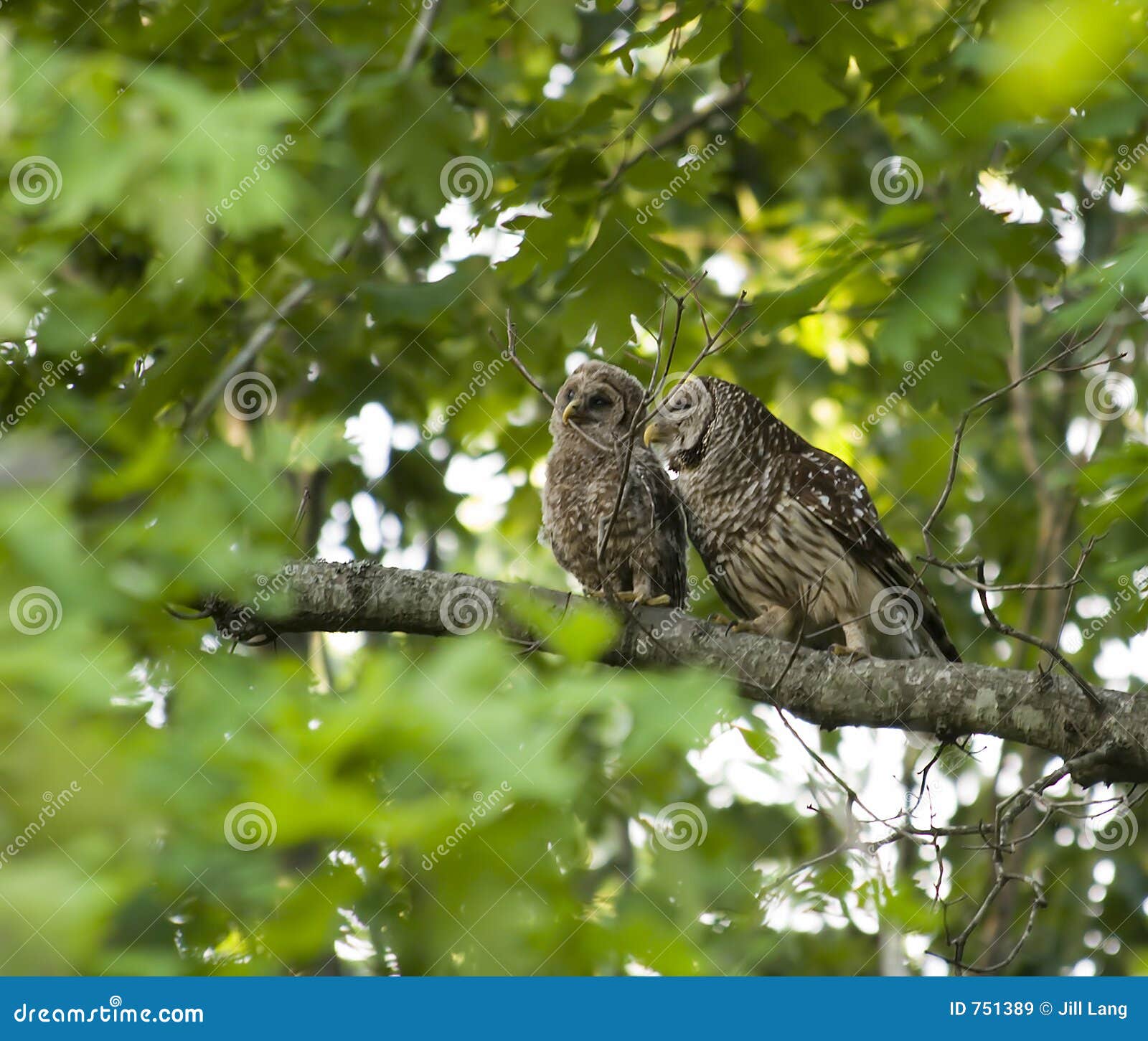 Baby & Mother Owl stock image. Image of chick, branch, dark 751389