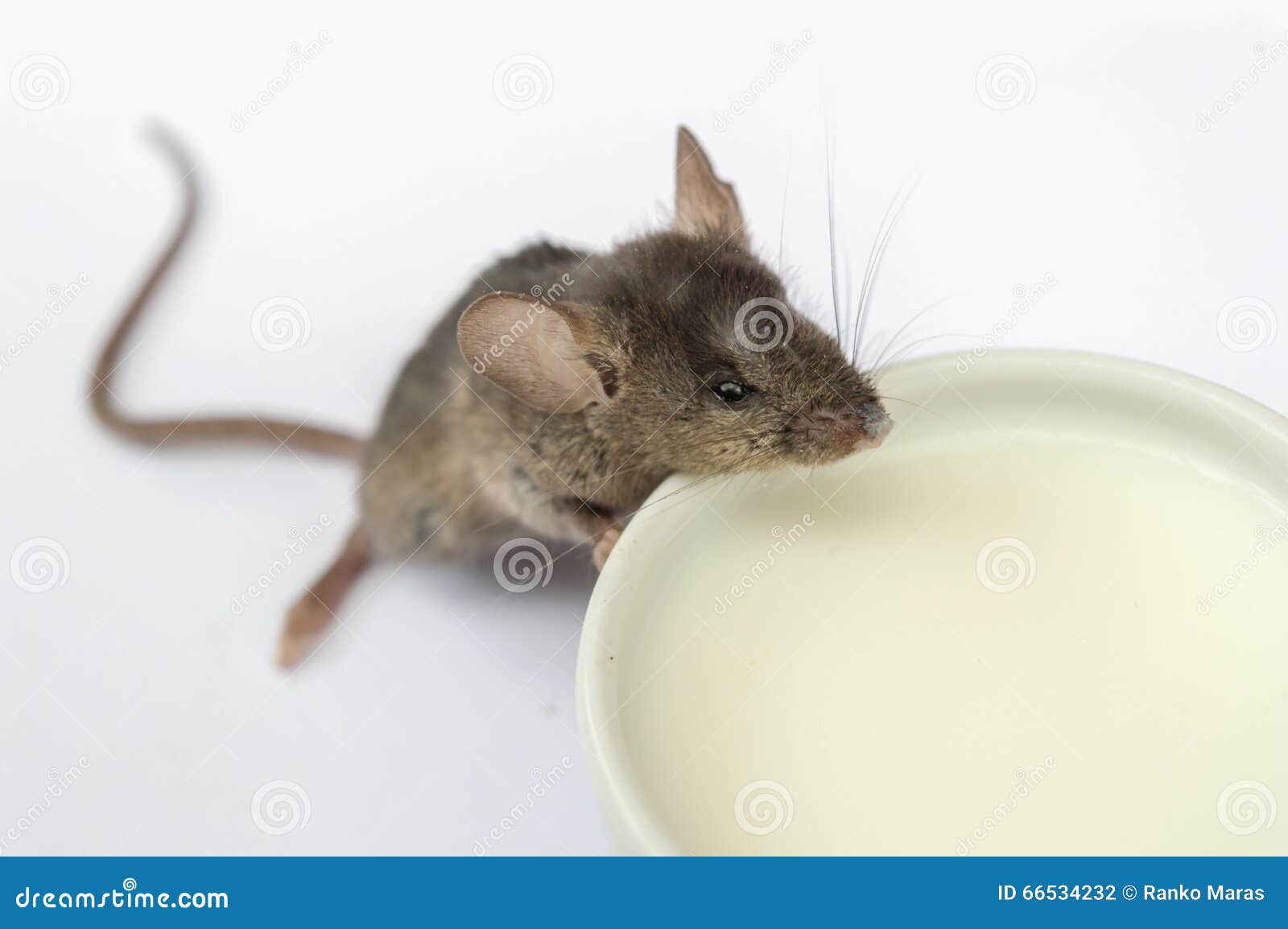 Mouse Drinking Water RoyaltyFree Stock Photo 31642839