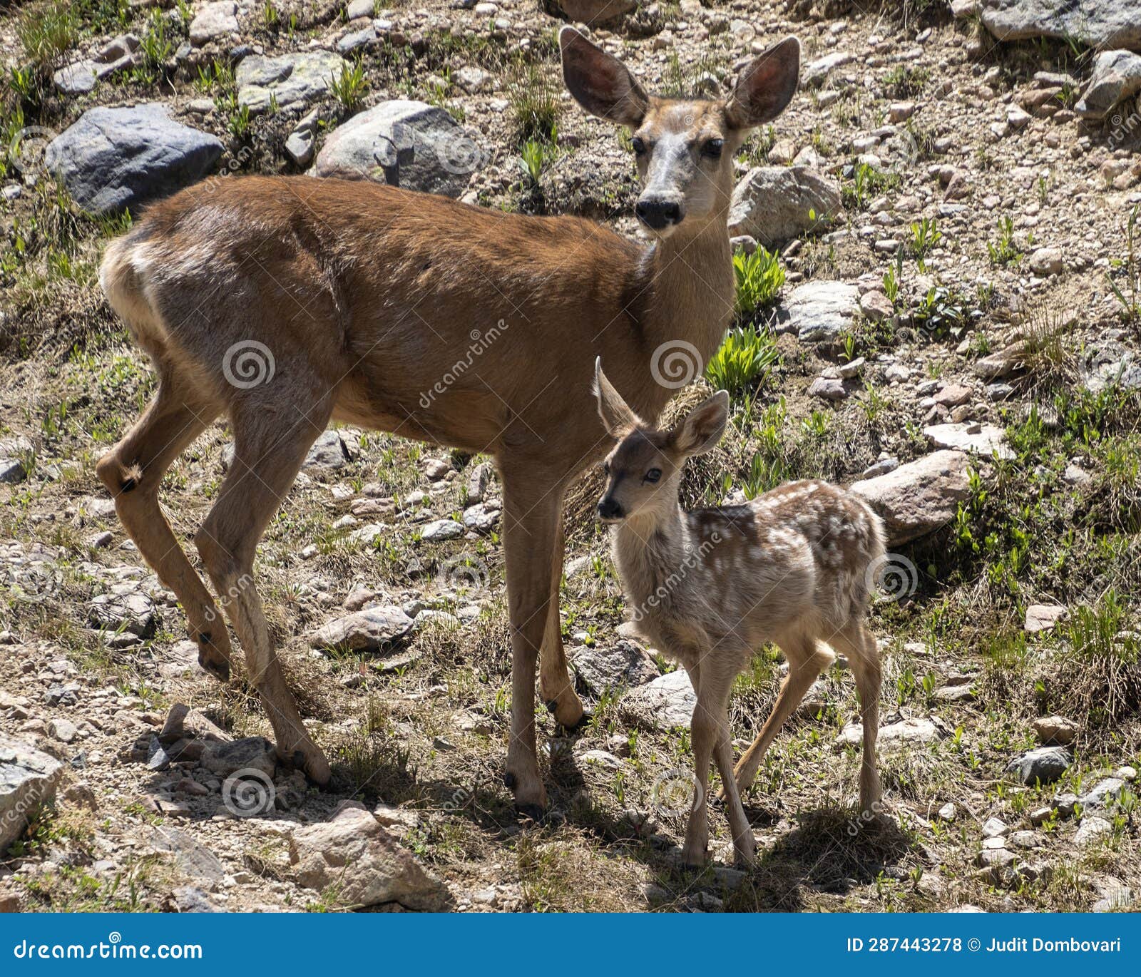 Baby mule deer stock photo. Image of rock, deer, wildlife - 287443278