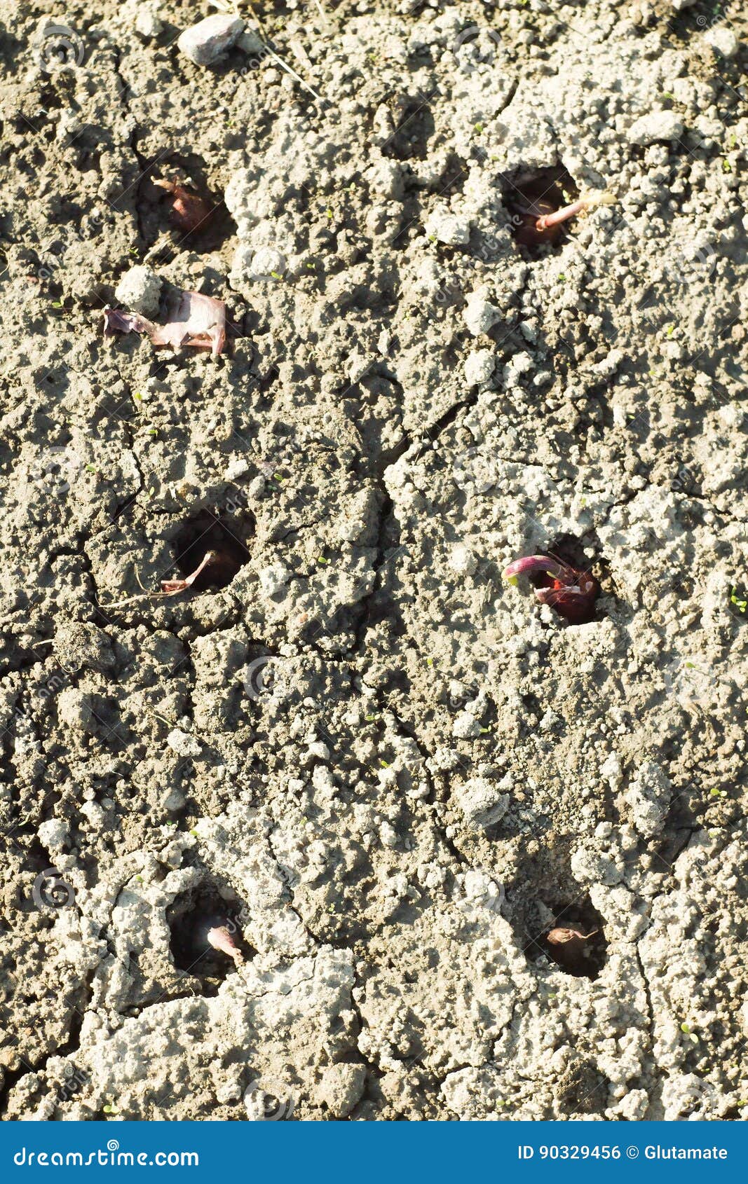 Baby onions on a bed stock photo. Image of growth, onions 90329456