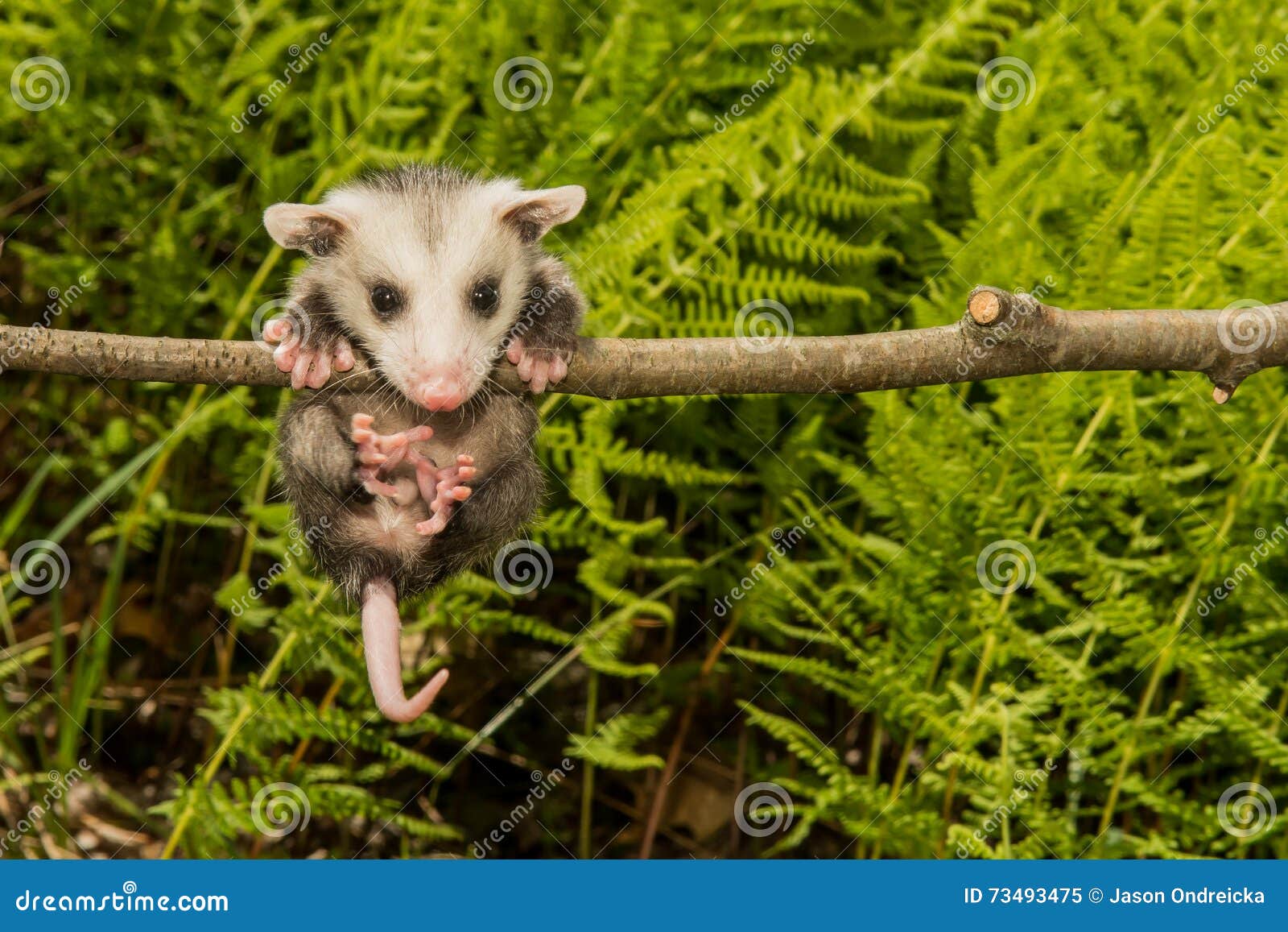 Opossum RoyaltyFree Stock Photography 229273901