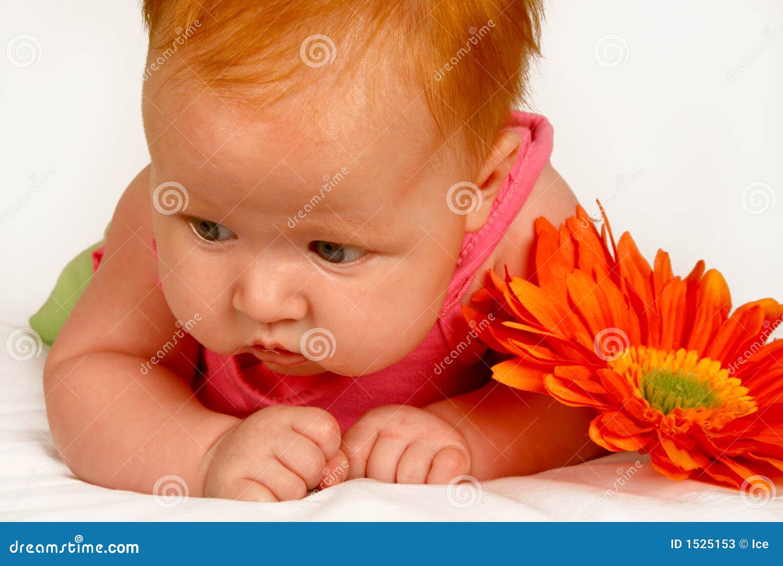 Baby Orange stock image. Image of baby, eyes, head, gerbera - 1525153