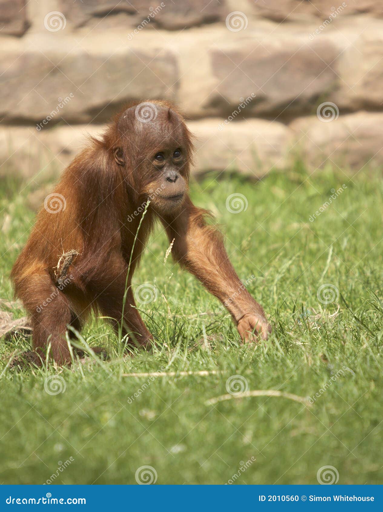 baby orangutan