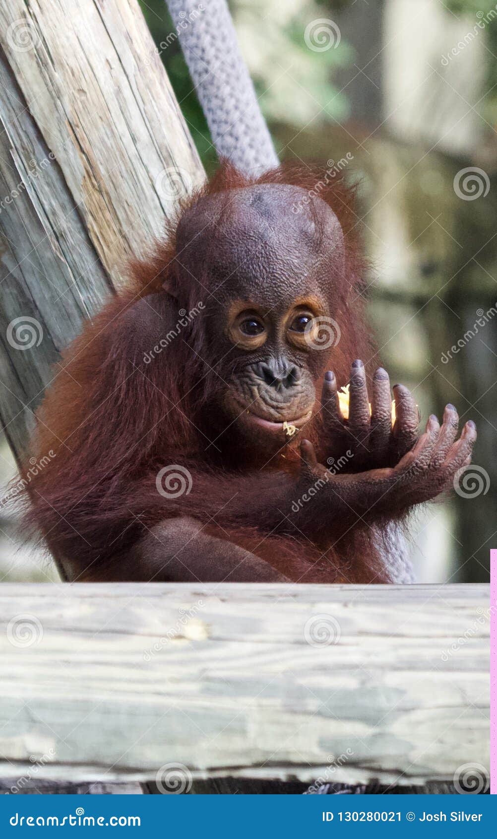 Baby orangutan stock image. Image of eyes, monkey, orangutan - 130280021