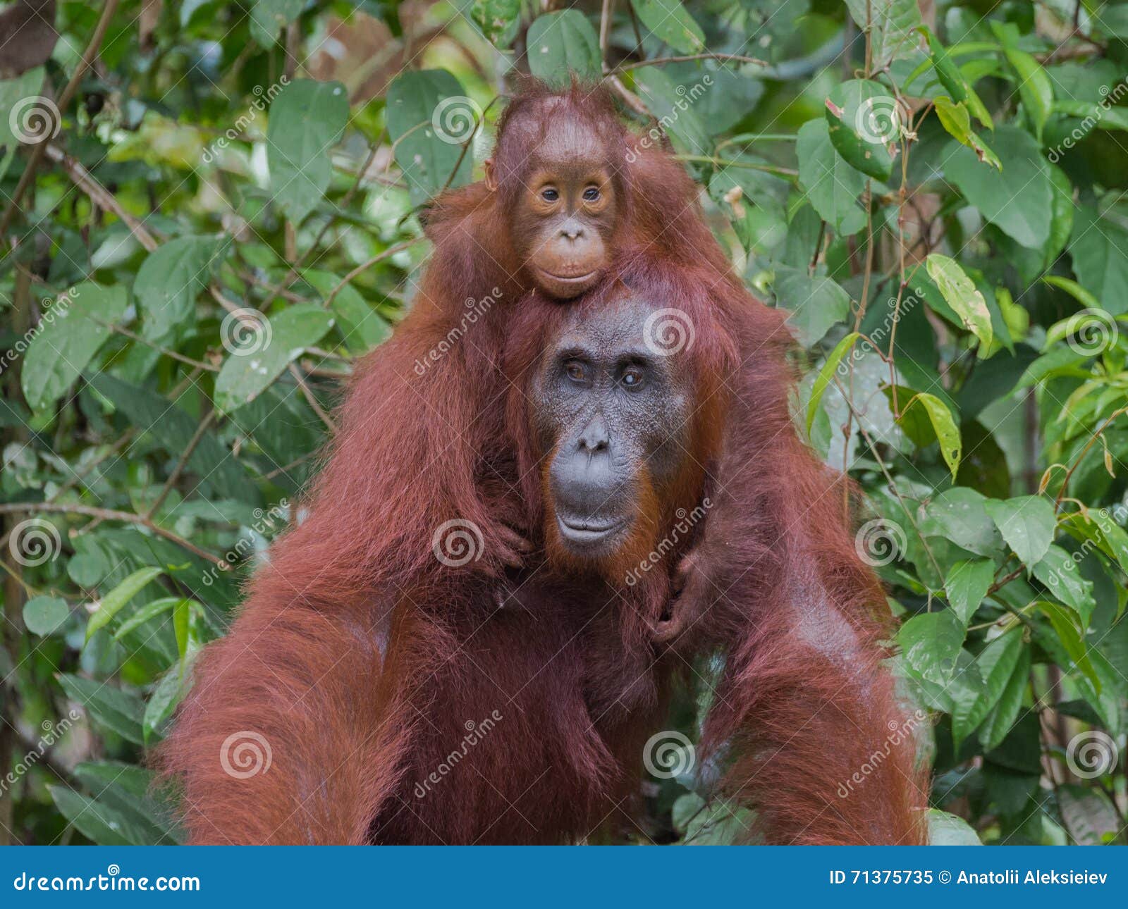 Indonesien 3 Ansichtskarte Kalimantan D Borneo Orang Utan mit Baby 