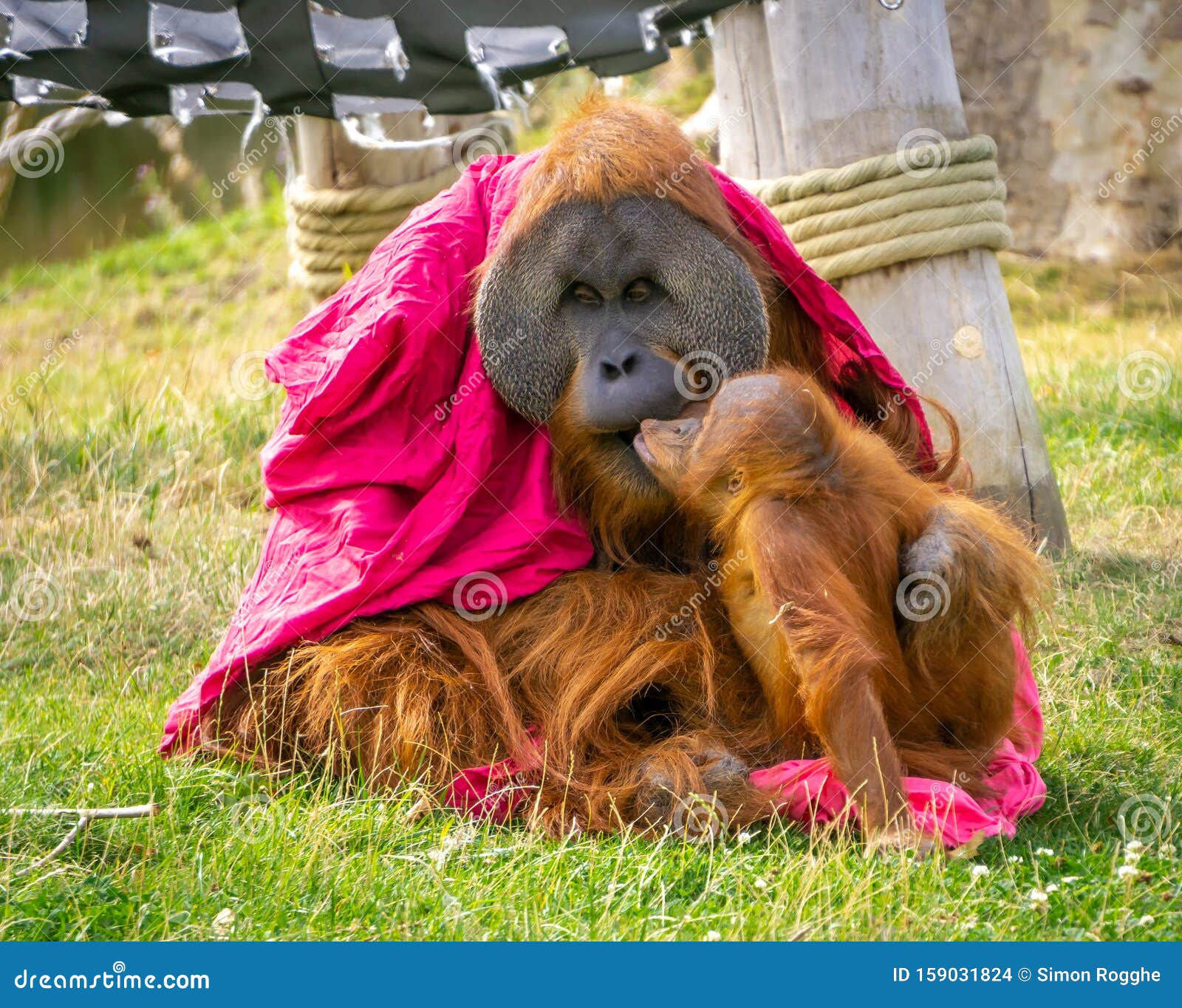 Baby Orangutan Kissing  His Father Stock Photo Image of 