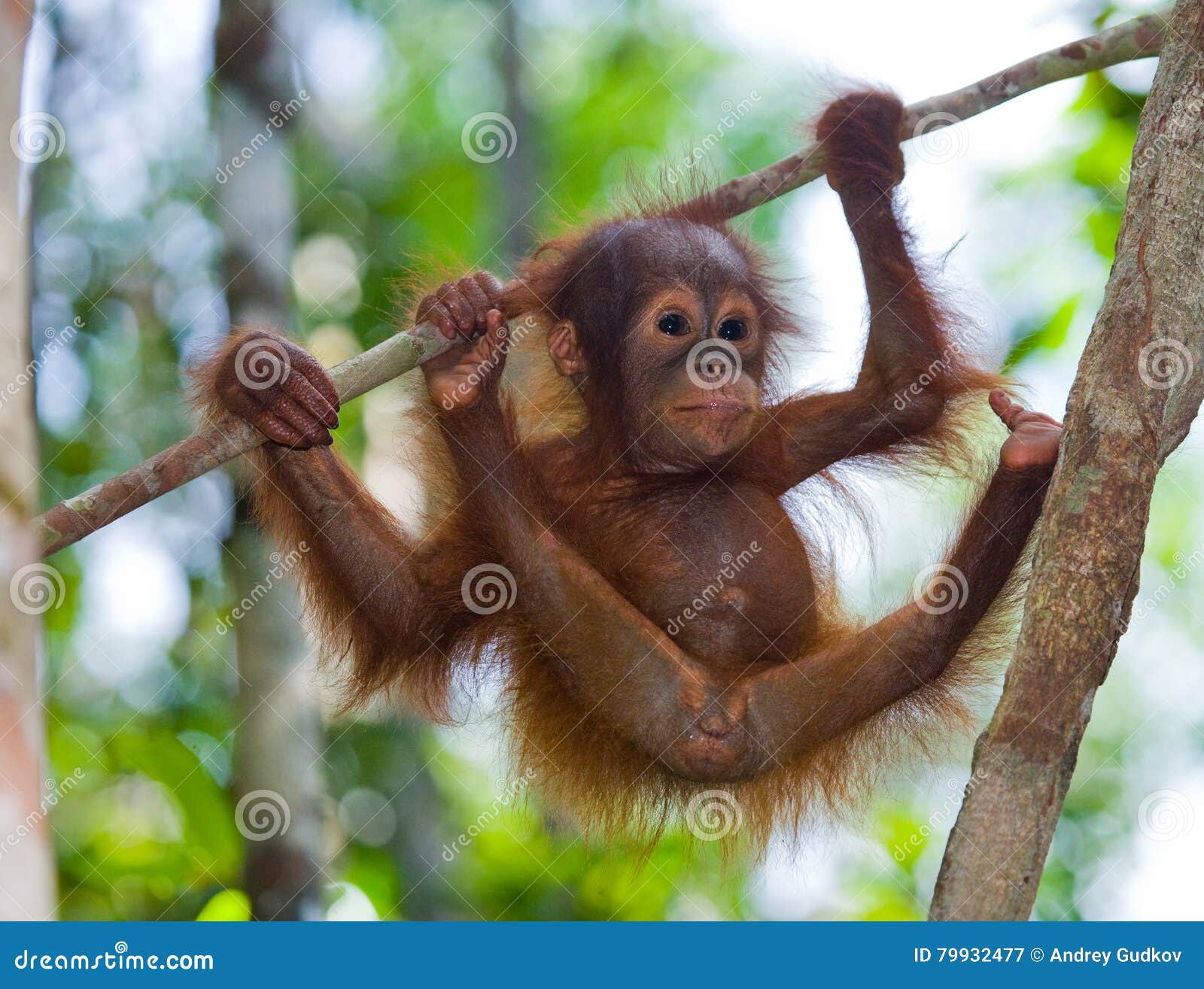 A Baby Orangutan in the Wild. Indonesia. the Island of Kalimantan (Borneo)  Stock Image - Image of hand, front: 79932477