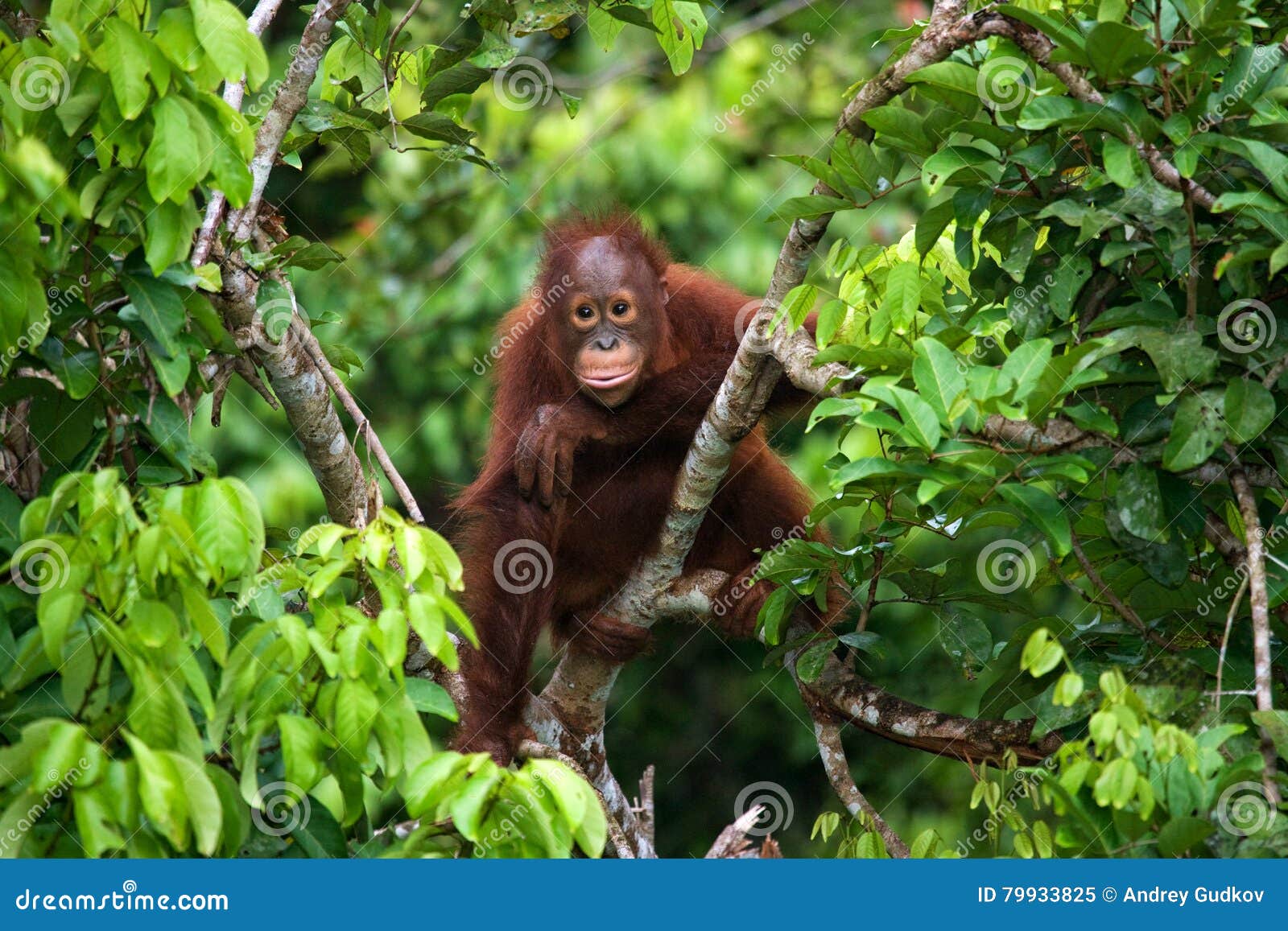 a baby orangutan in the wild. indonesia. the island of kalimantan (borneo).