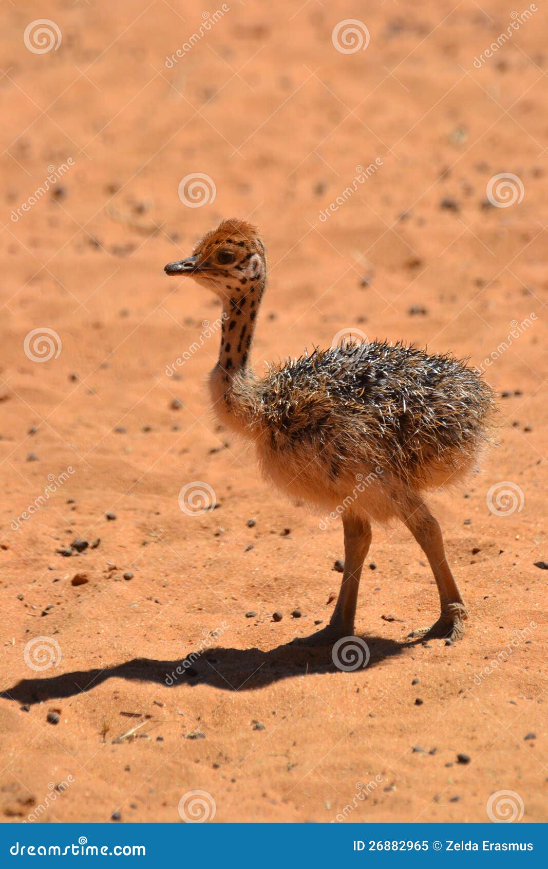 Baby Ostrich stock image. Image of walking, kalahari ...