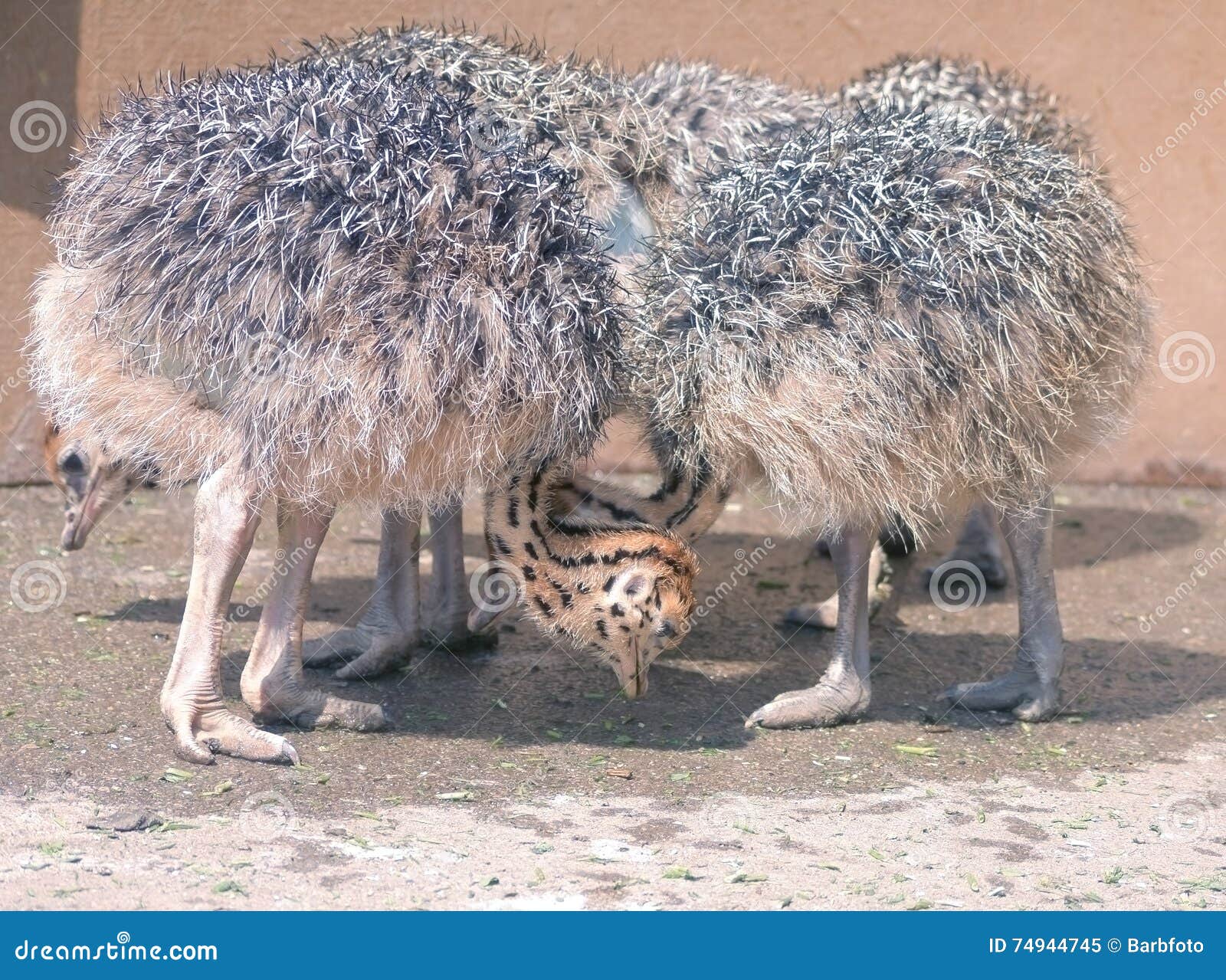 Baby ostrich stock image. Image of brown, outdoors, ratite 74944745