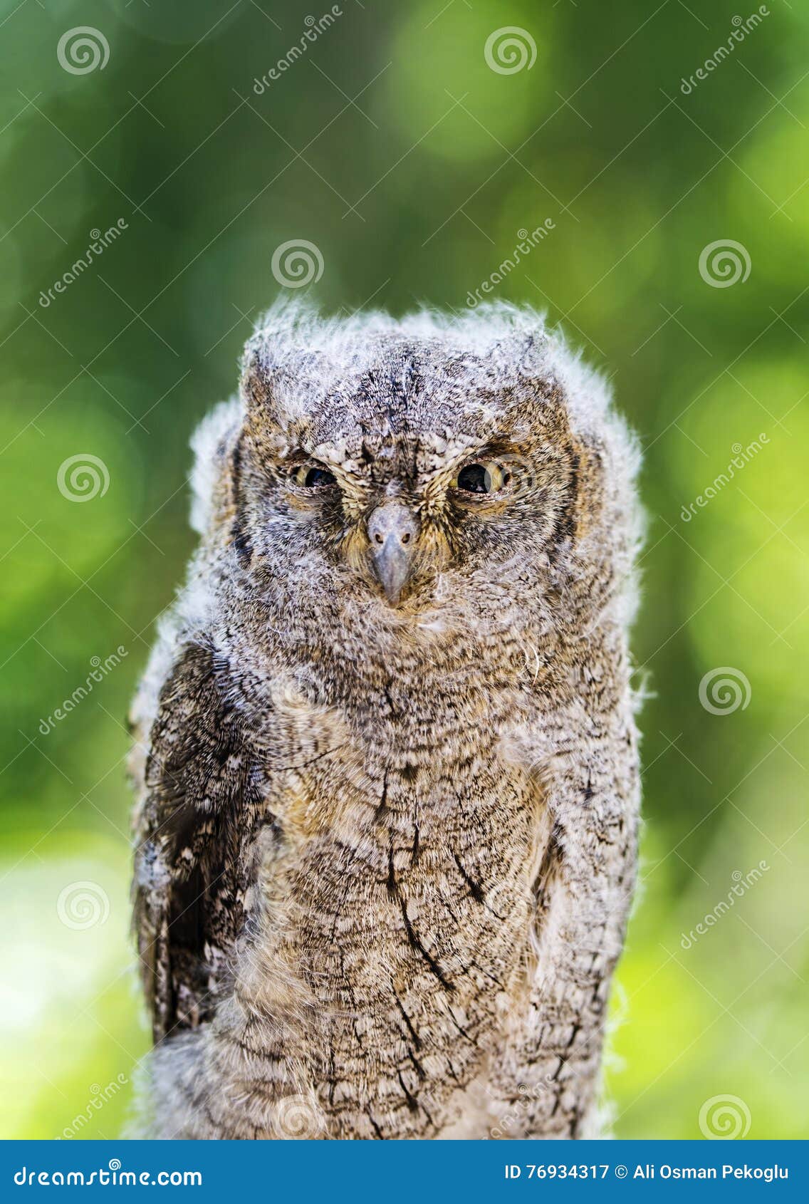 Baby owl stock image. Image of juvenile, carnivore, countryside 76934317