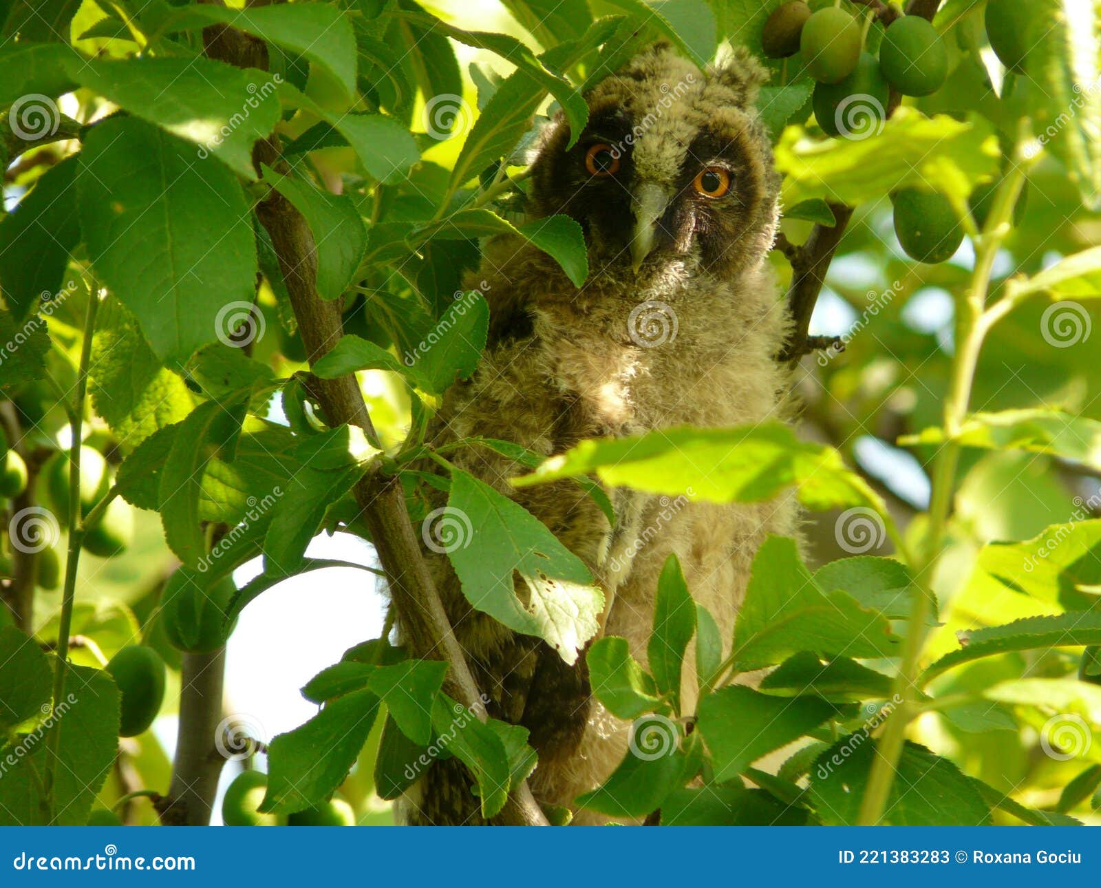 Baby owl on tree stock image. Image of backyard, leaves 221383283