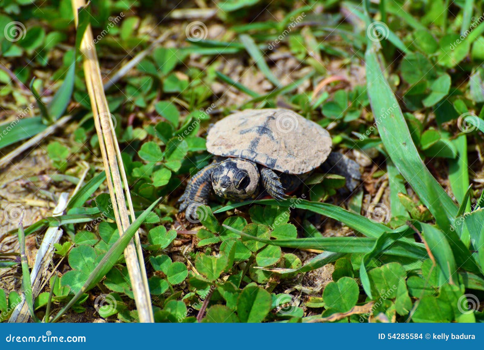 Baby painted turtle stock photo. Image of grass, brown 54285584