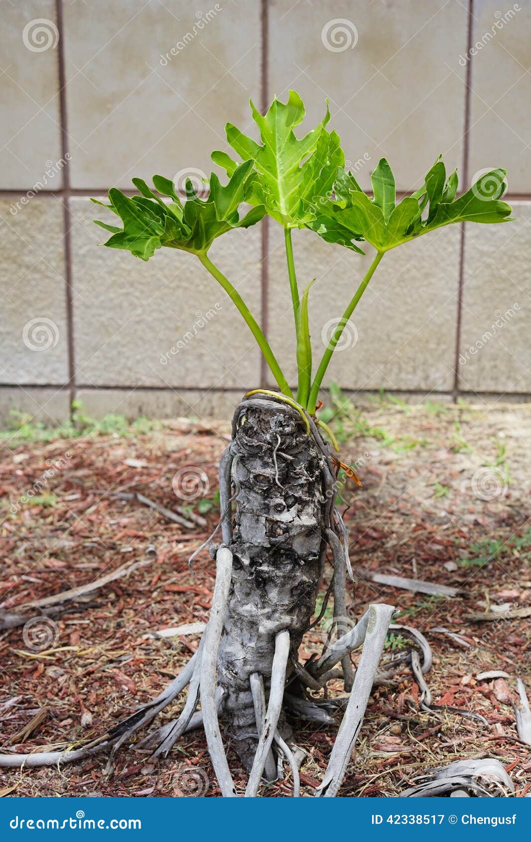 Baby Palm Tree - shutterstock.com