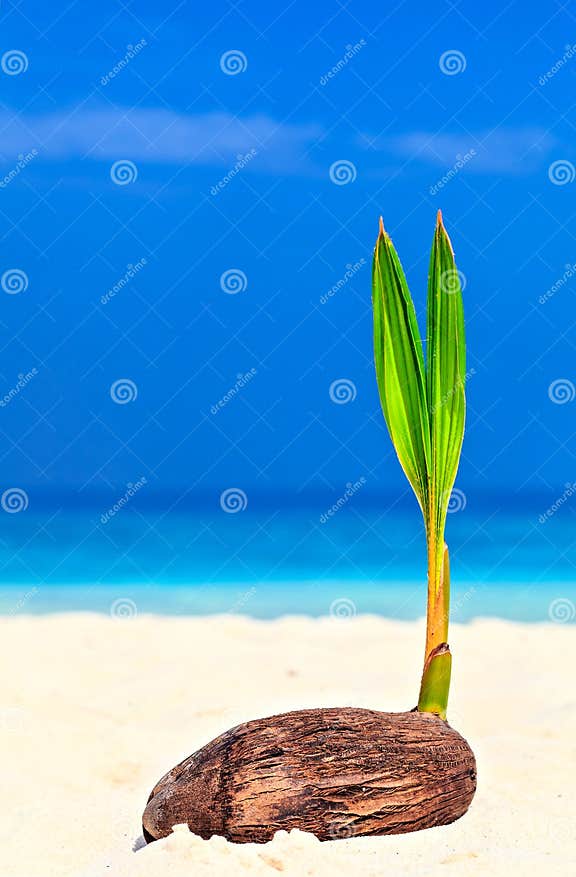 Baby palm tree stock image. Image of water, care, tree - 30466185