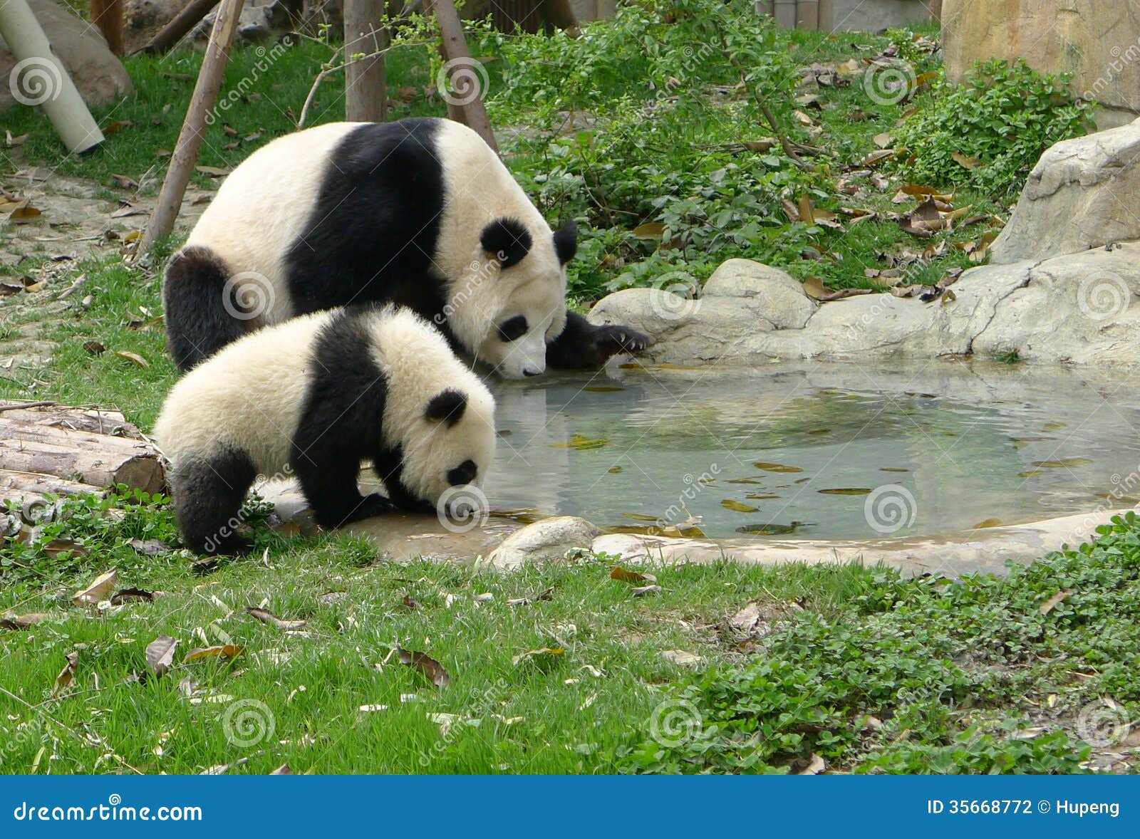 baby panda with mother drinking water