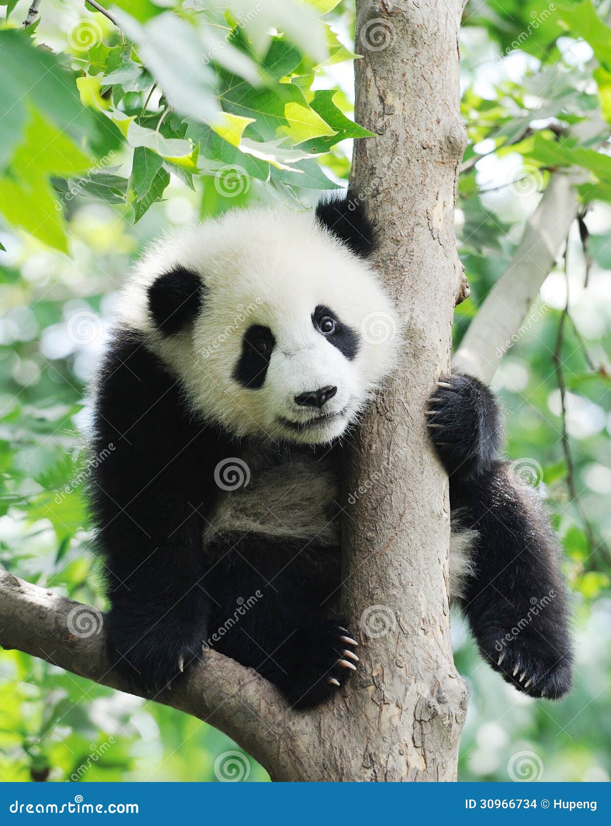 baby panda on the tree