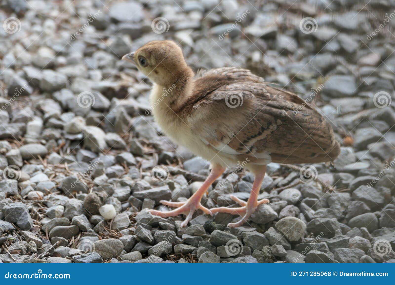 Peacock chicks stock photo. Image of wildlife, nature 271285068
