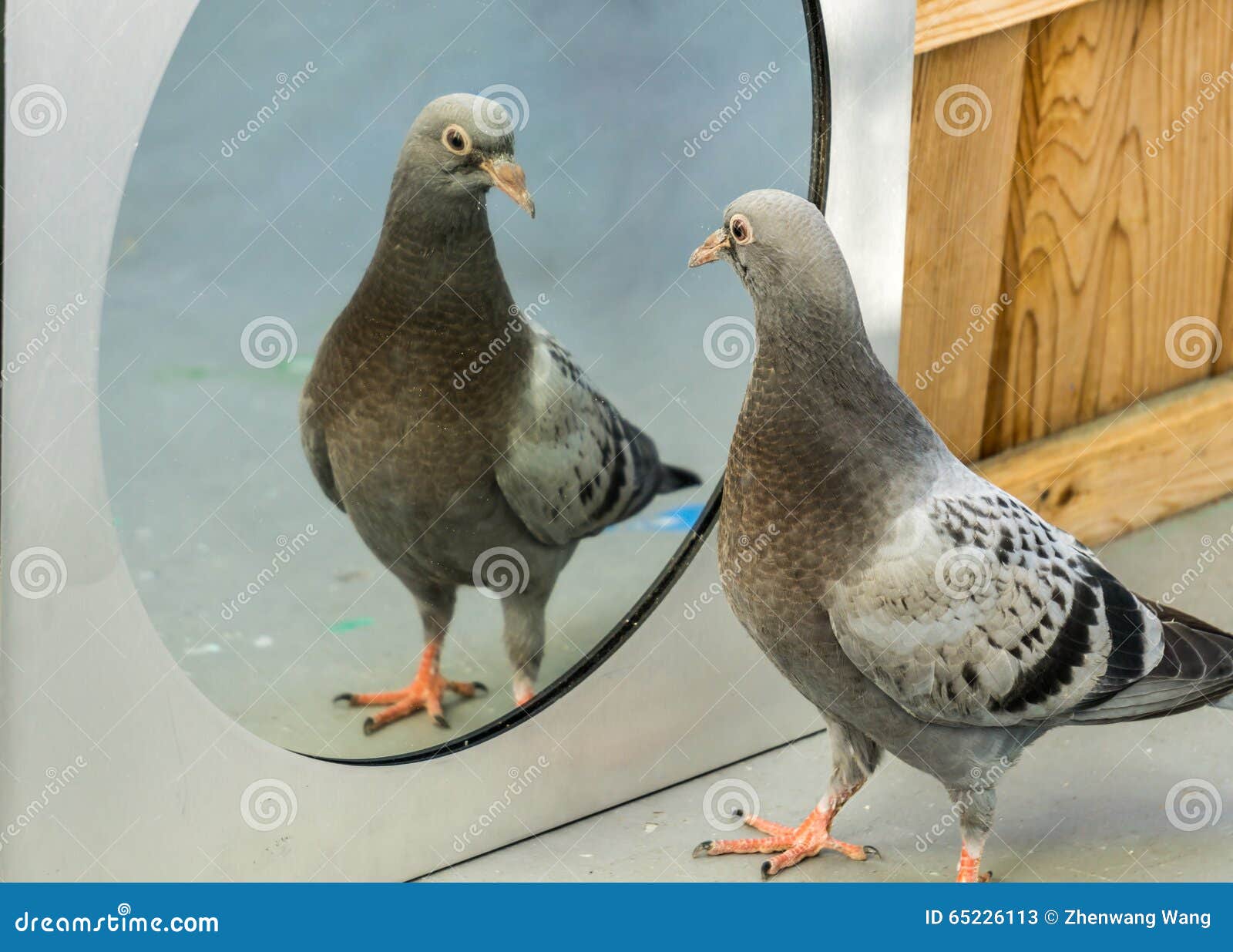 baby-pigeon-mirror-i-look-handsome-bady-