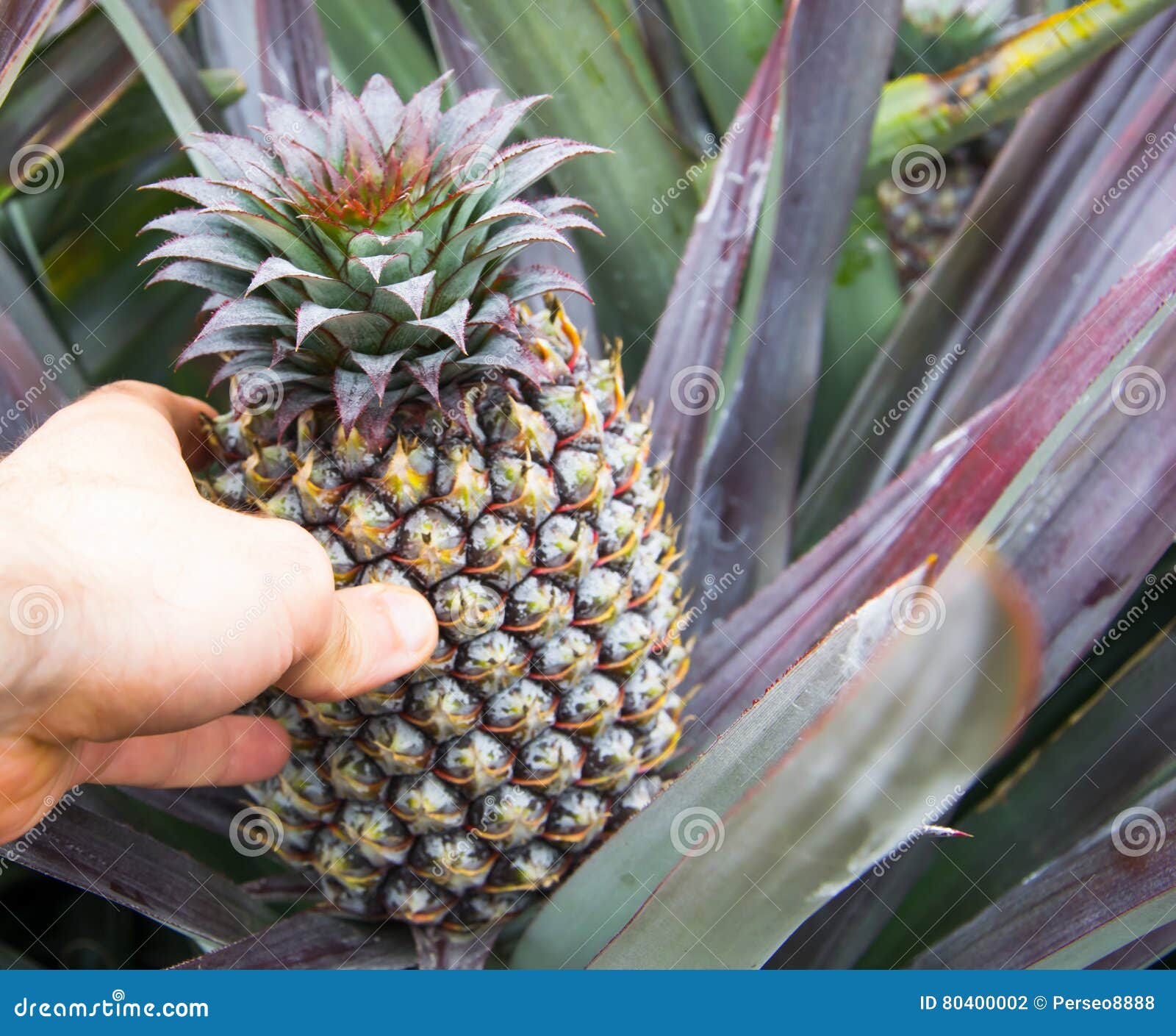 Baby Pineapple Fruit Growing on a Plant Stock Photo Image of color
