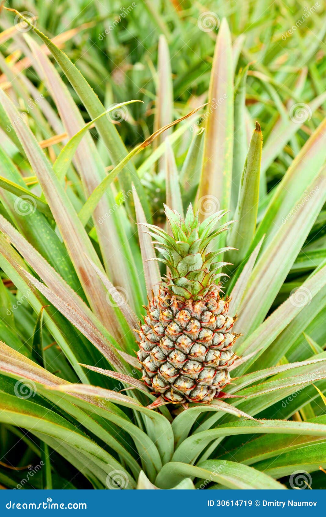 Baby pineapple stock image. Image of natural, chinese 30614719