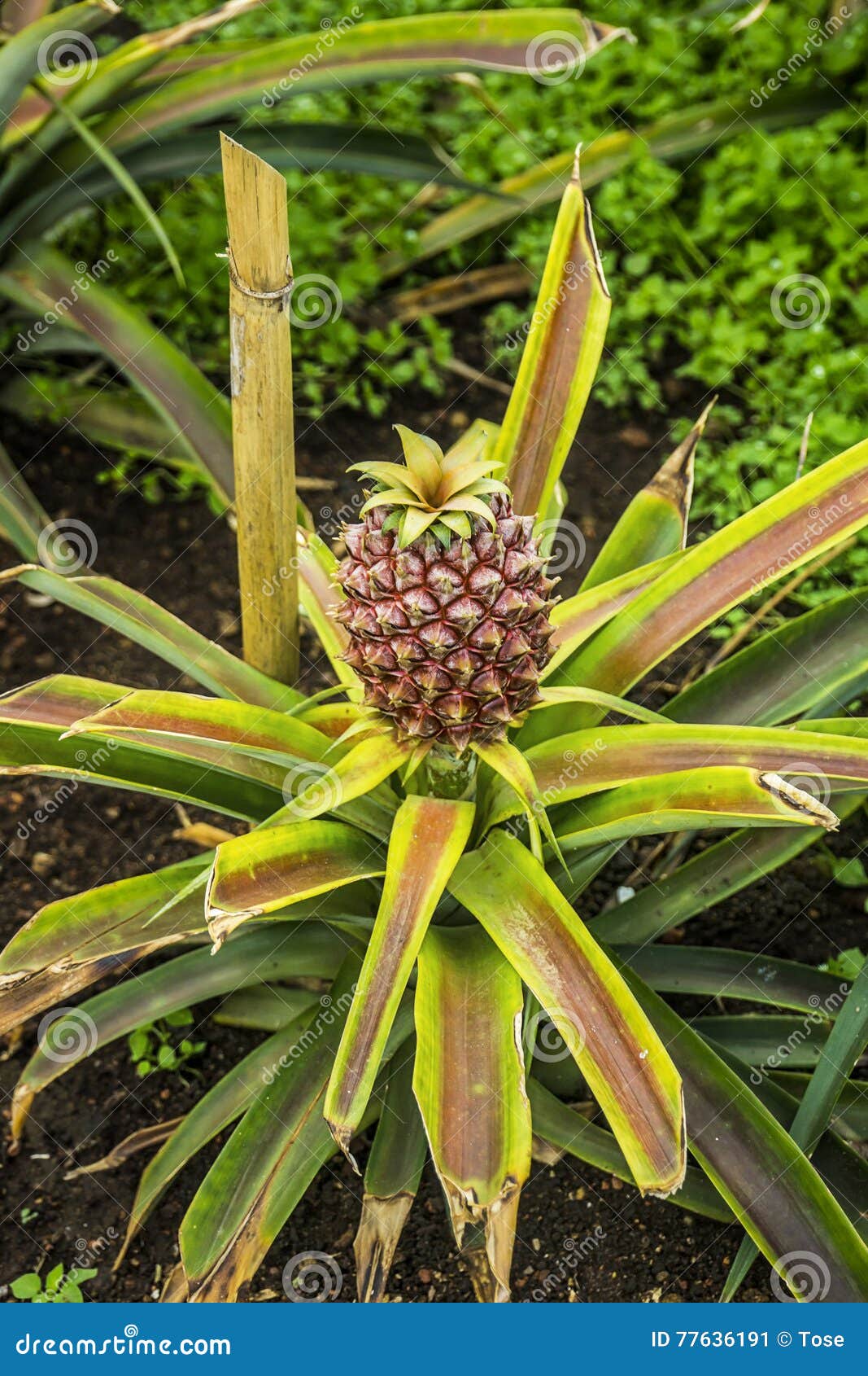 Baby pineapple stock image. Image of pineapple, tropical 77636191