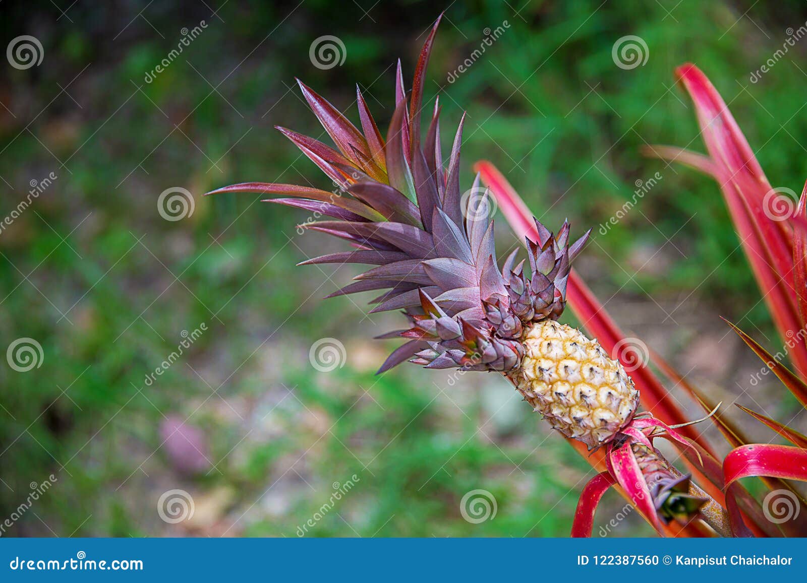 Baby Pineapple Growing on a Red Plant . Pineapple Growing on a Tropical