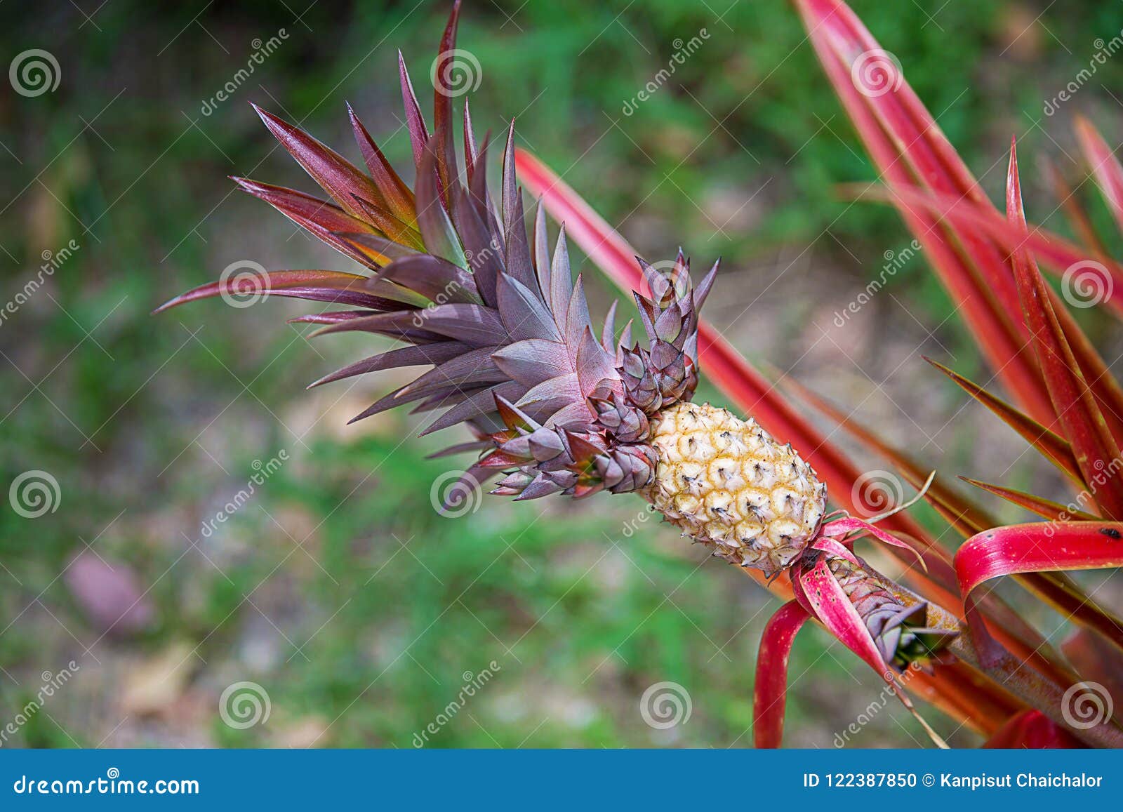 Baby Pineapple Growing on a Red Plant . Pineapple Growing on a Tropical