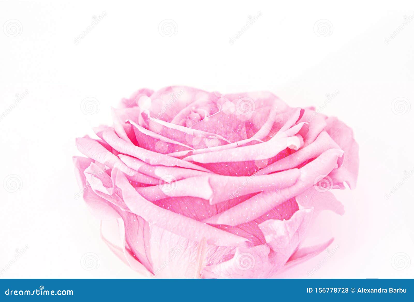Baby Pink Rose Isolated on White Stock Photo - Image of birthday, luxury:  156778728