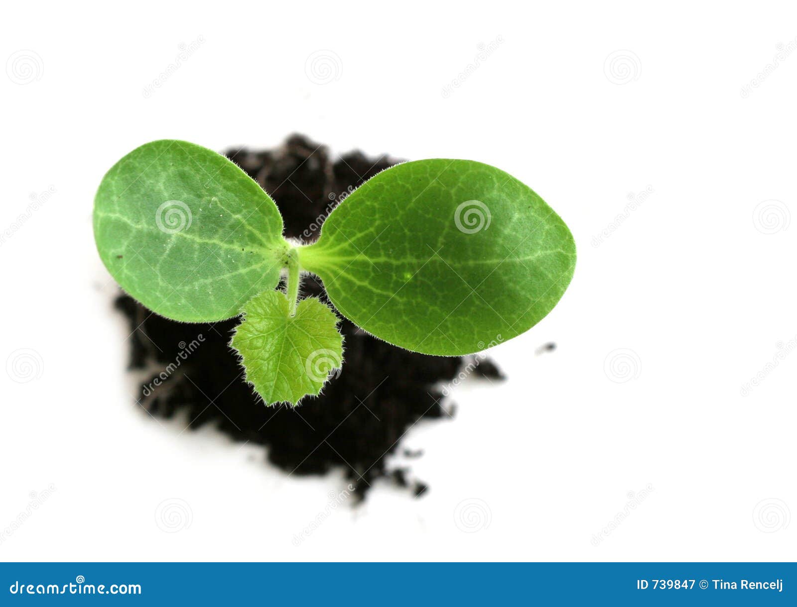 Baby Plant stock image. Image of fertile, baby, develop 739847