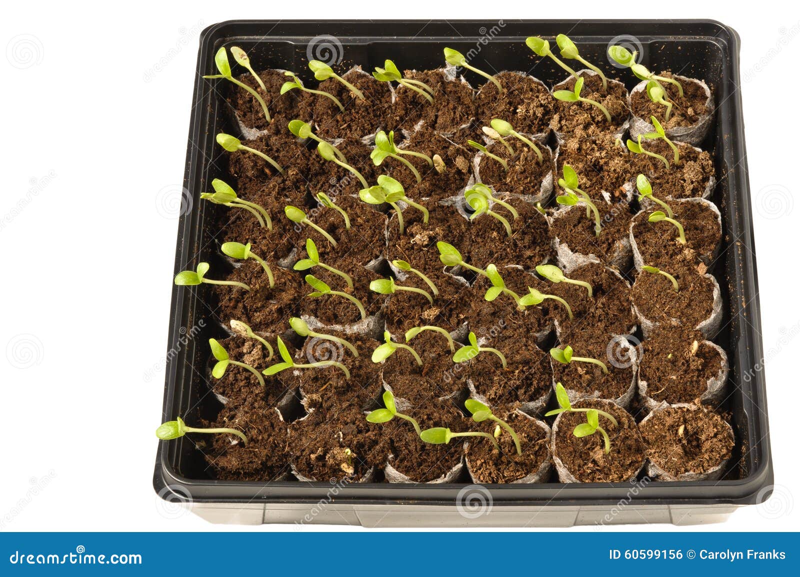 Baby Plants Growing Toward the Light Stock Photo Image of beginnings
