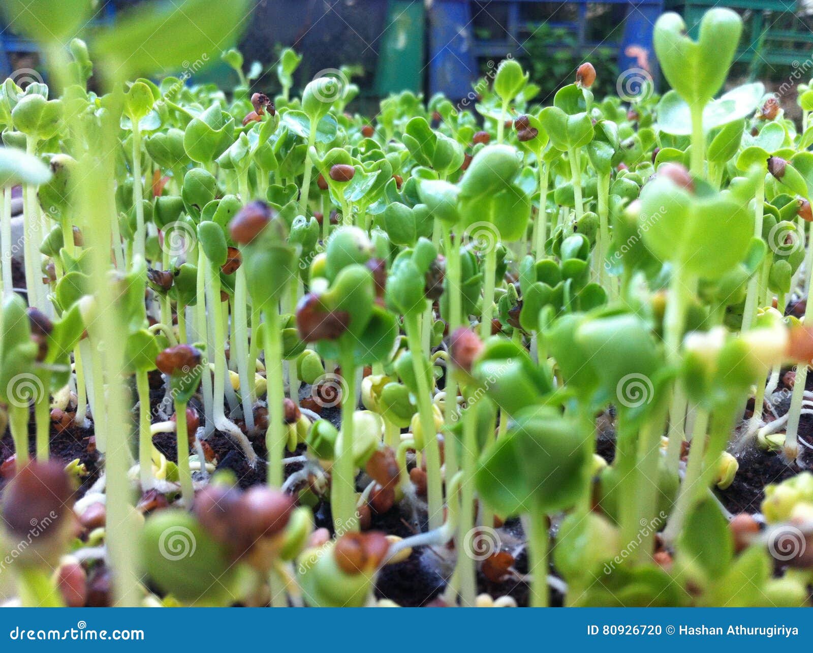 The baby Plants stock photo. Image of hopes, hello, form 80926720