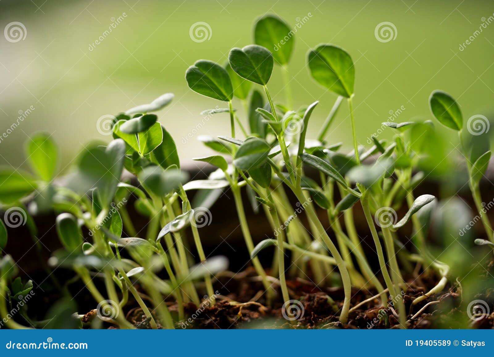 Baby plantsNew life stock image. Image of evolution 19405589