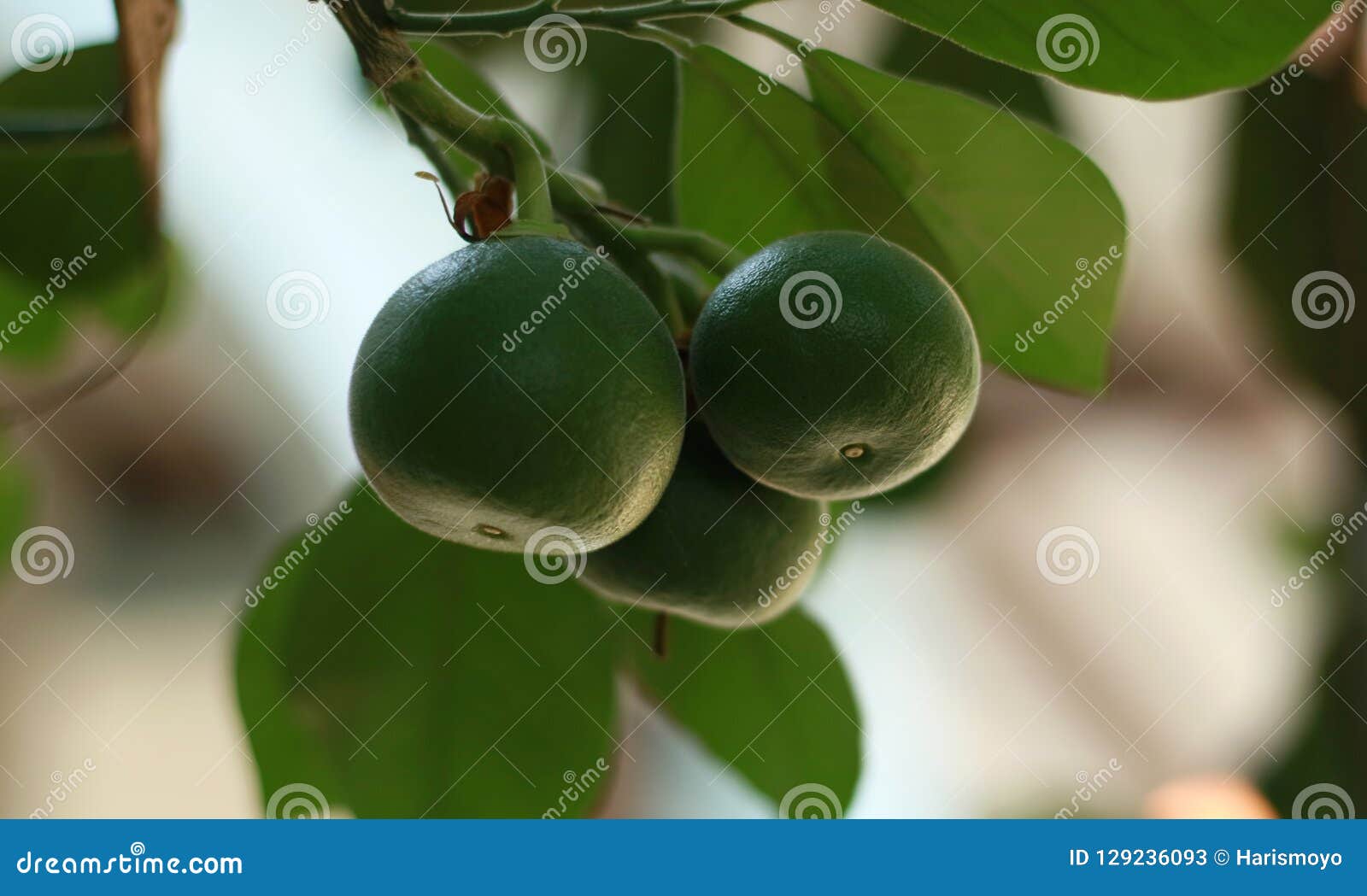 Baby Pomelo stock image. Image of pomelo, fresh, grandis 129236093