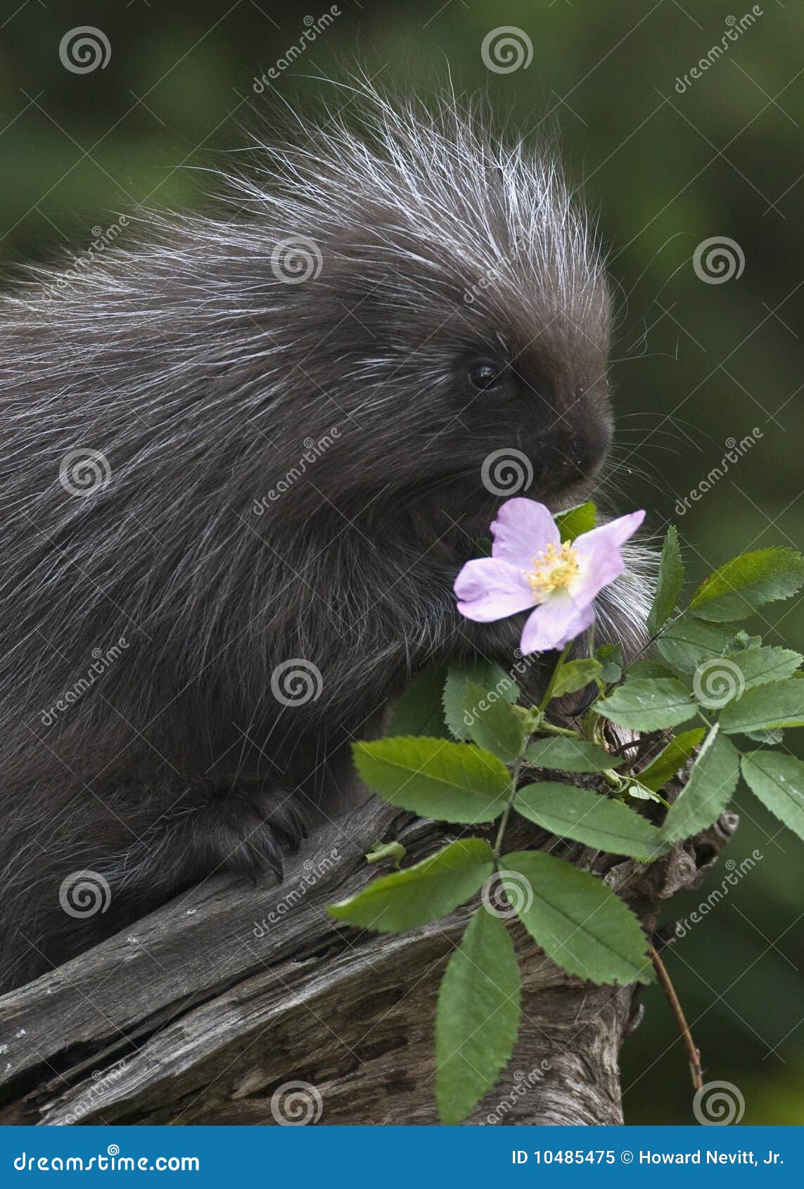 baby porcupine and pink flower