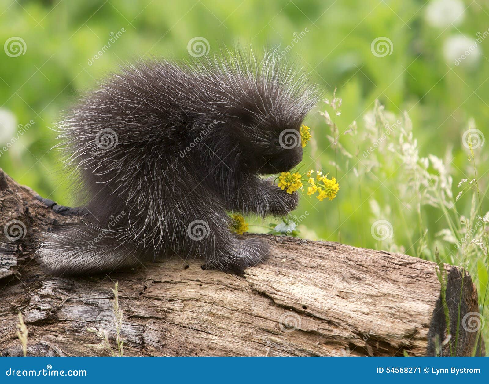 baby porcupine