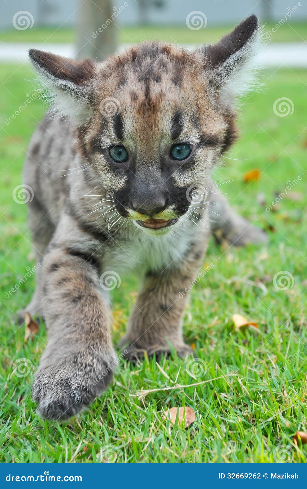 Baby Puma stock photo. Image of born, grow, claw, natural ...