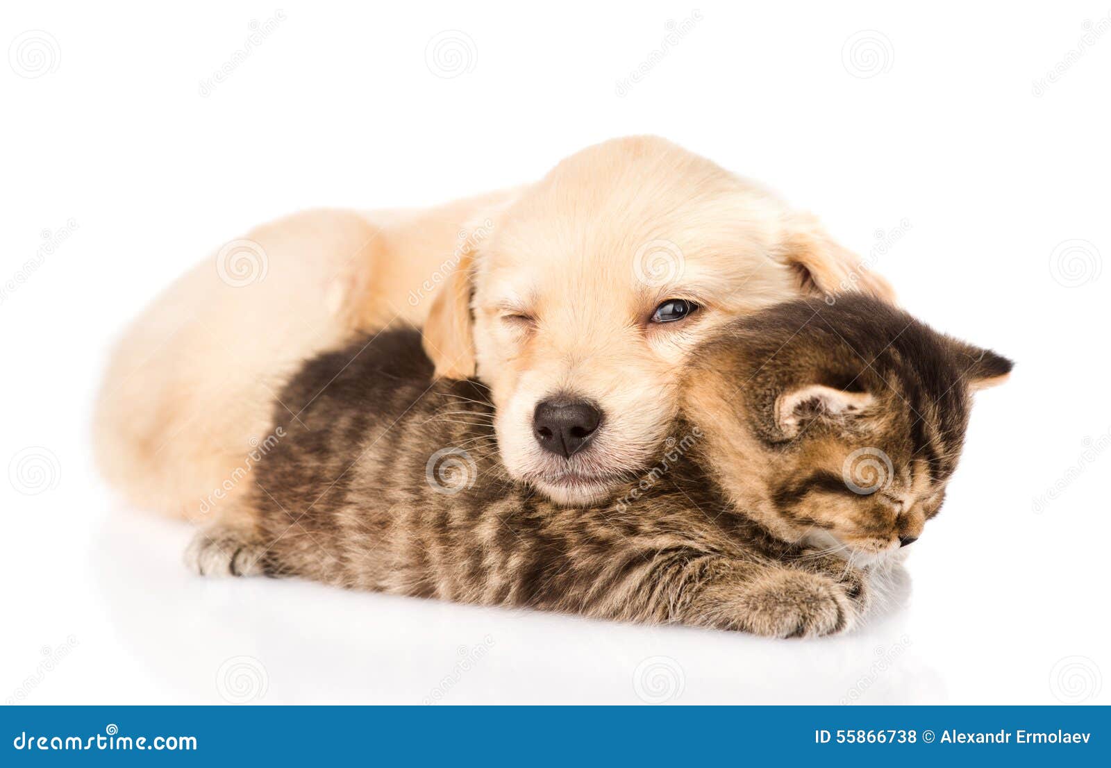 cute kittens and puppies sleeping together