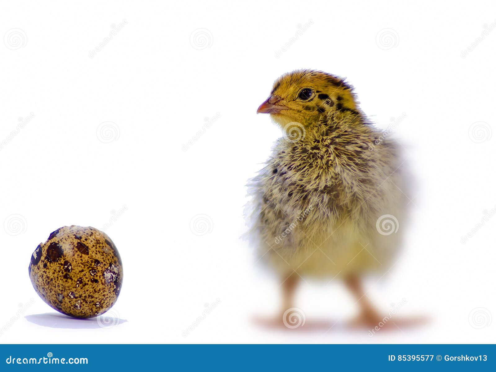 Baby of Quail after Hatching Isolated on White Stock Image Image of nature, brown 85395577