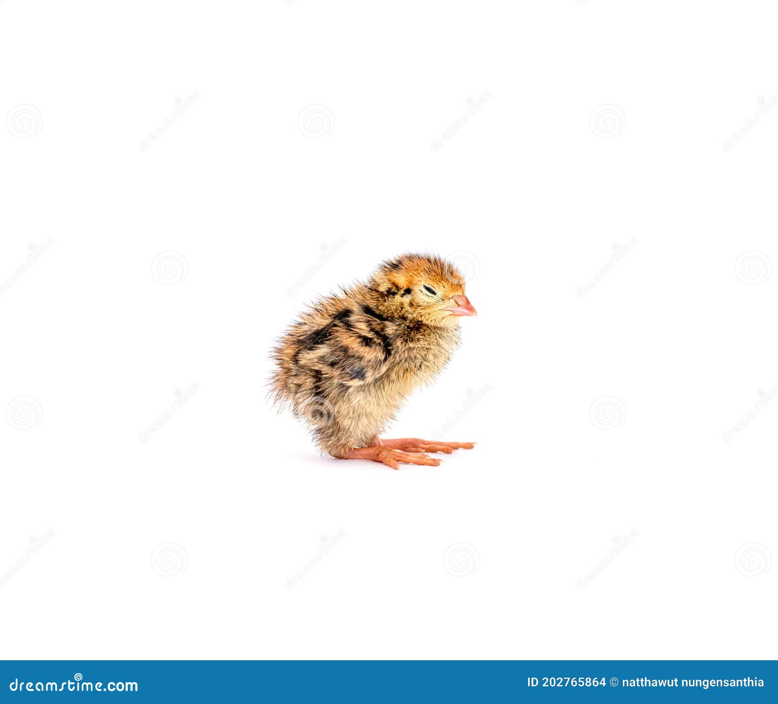 Baby of Quail after Hatching Isolating on White Background Stock Photo Image of livestock