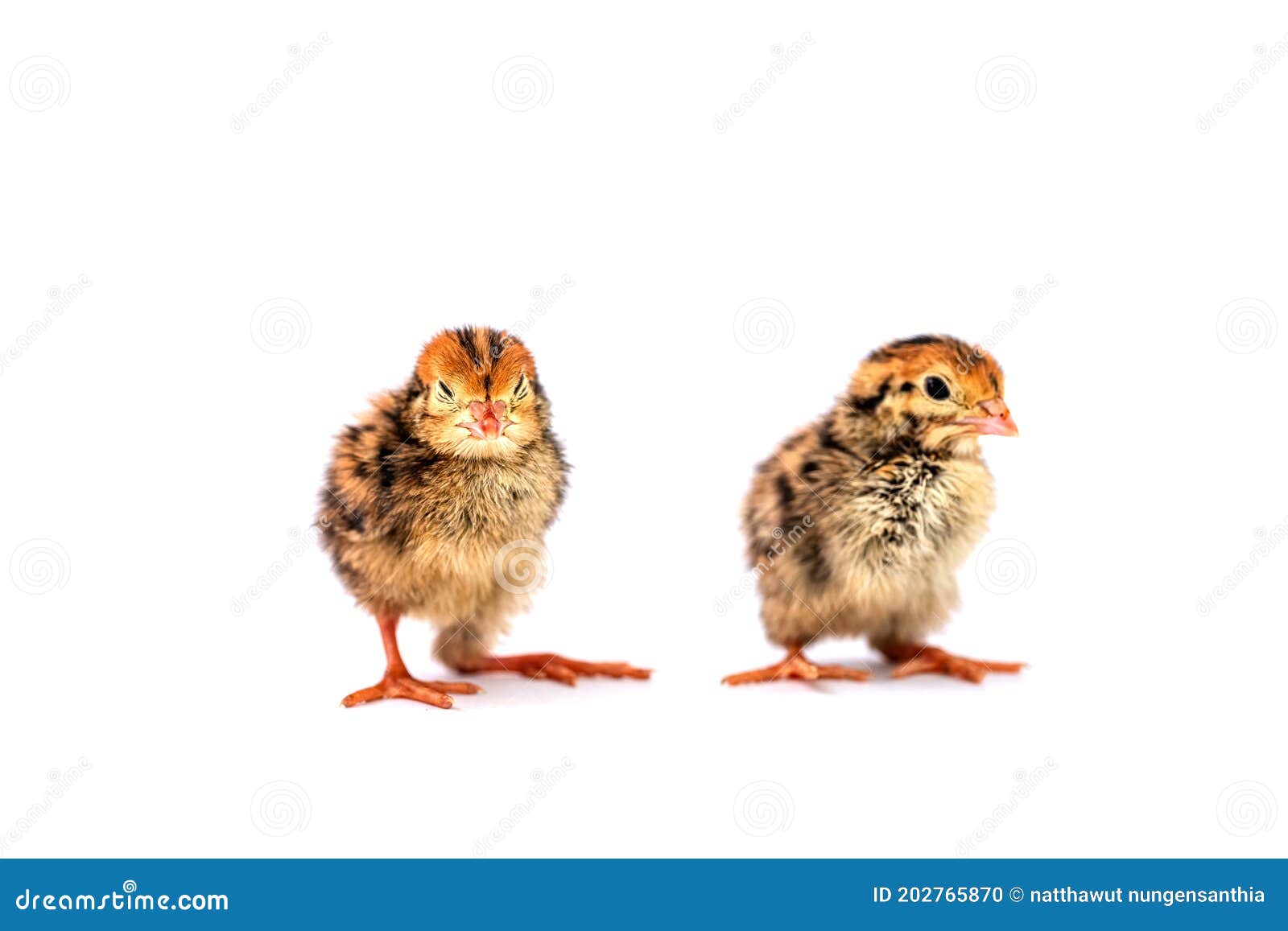 Baby of Quail after Hatching Isolating on White Background Stock Photo Image of adorable