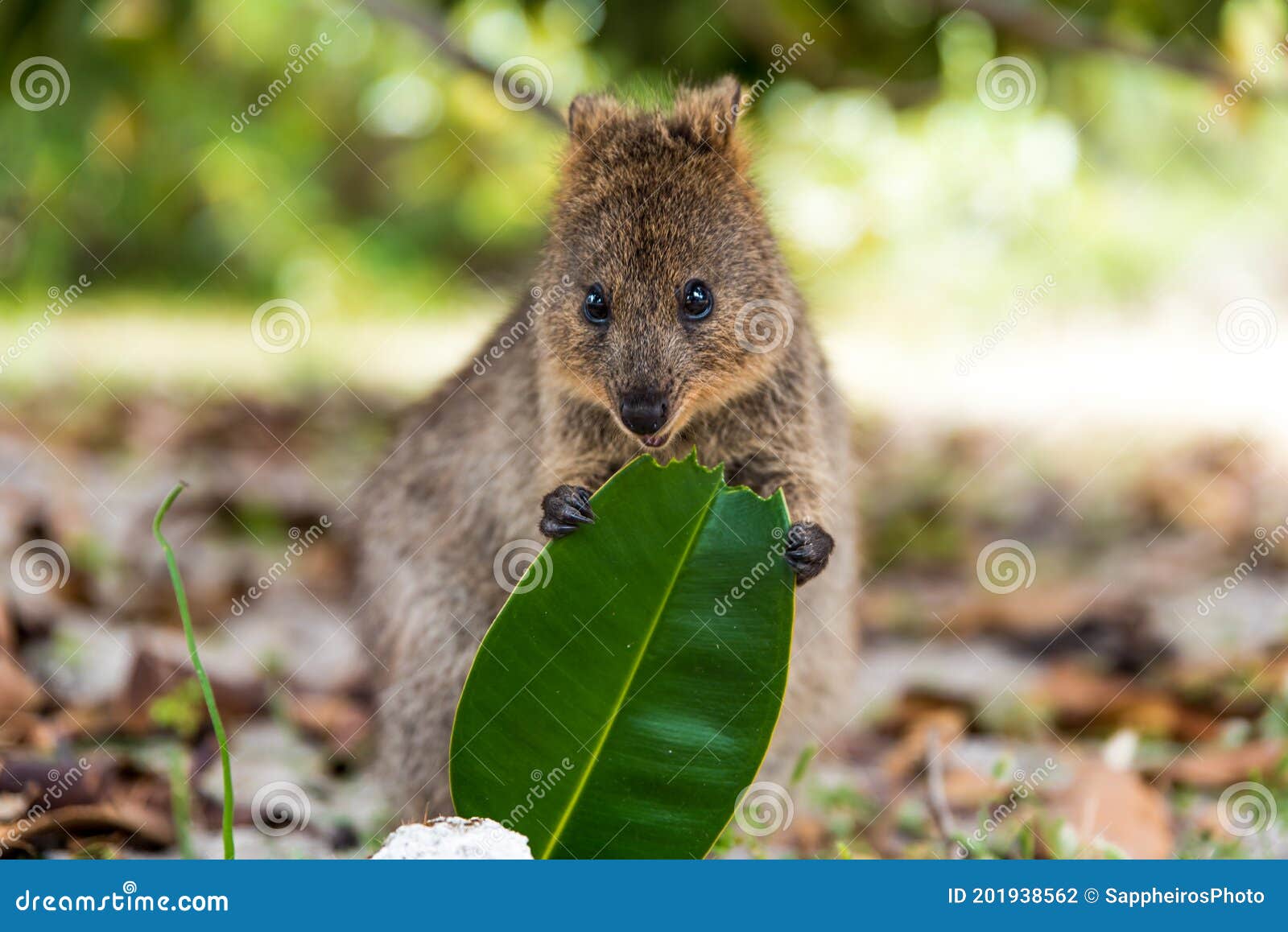 Baby Quokka Eating Ficus Leaf on Rottnest Island Stock Photo - Image of  herbivorous, eyes: 201938562