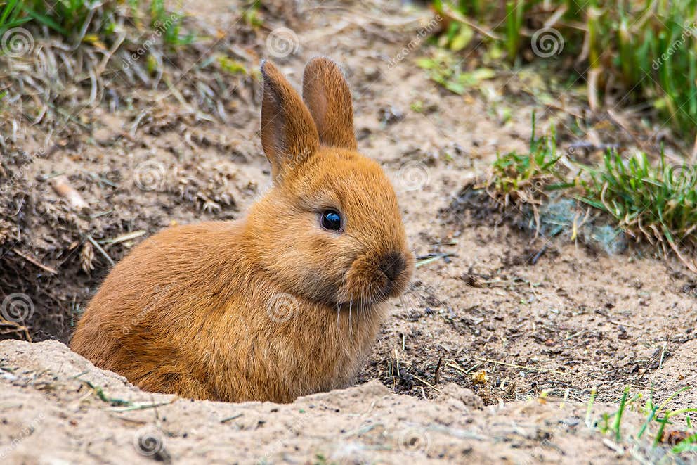 A Baby Rabbit Sits at the Entrance of a Burrow in a Yard in Culver